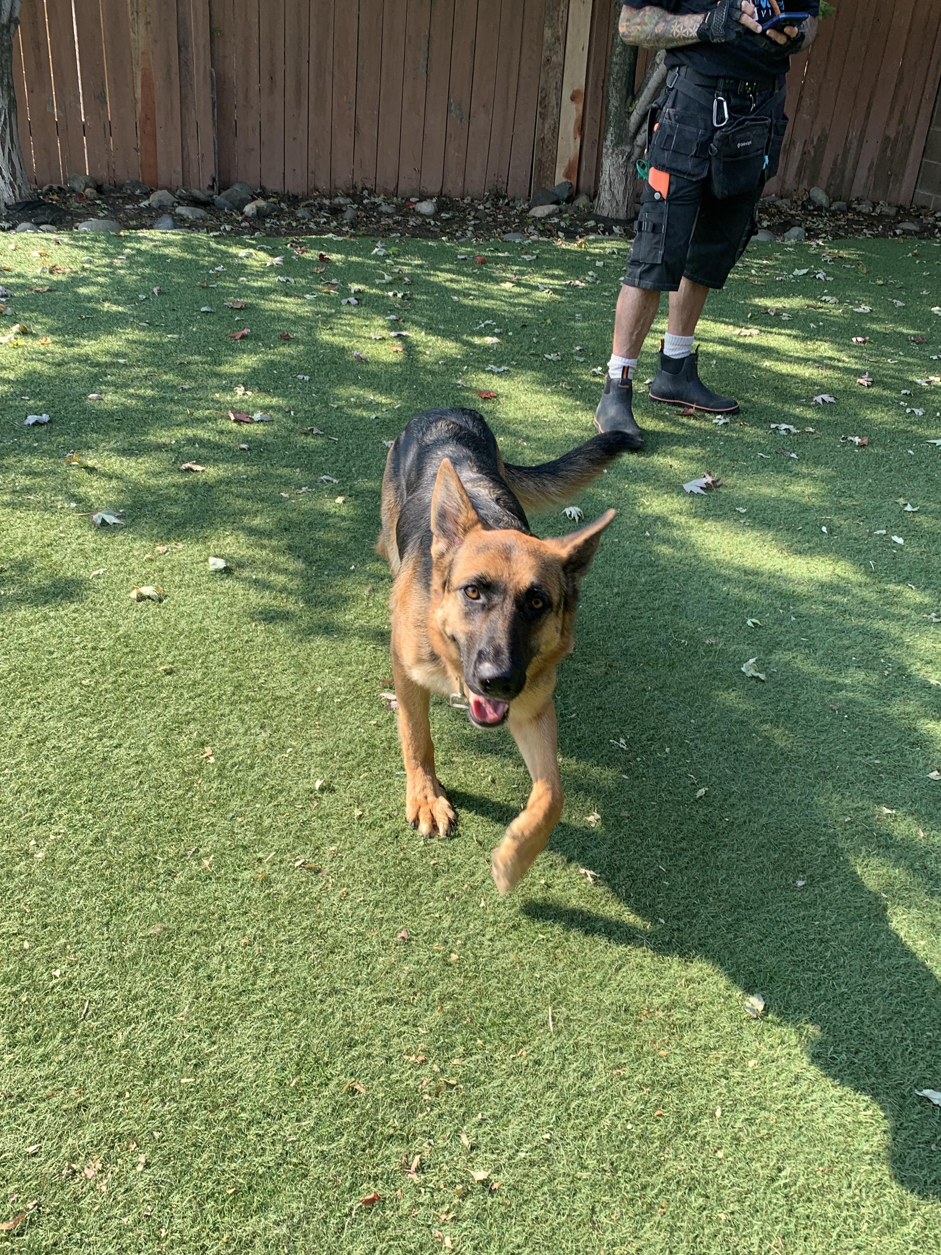 Enlarge Dolly Barkton, a Adoptable German Shepherd Dog in Grass Valley, CA image 5/6
