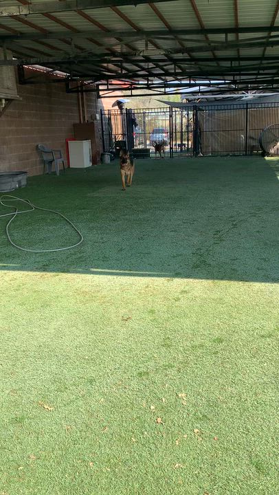 Enlarge Dolly Barkton, a Adoptable German Shepherd Dog in Grass Valley, CA video 3/6