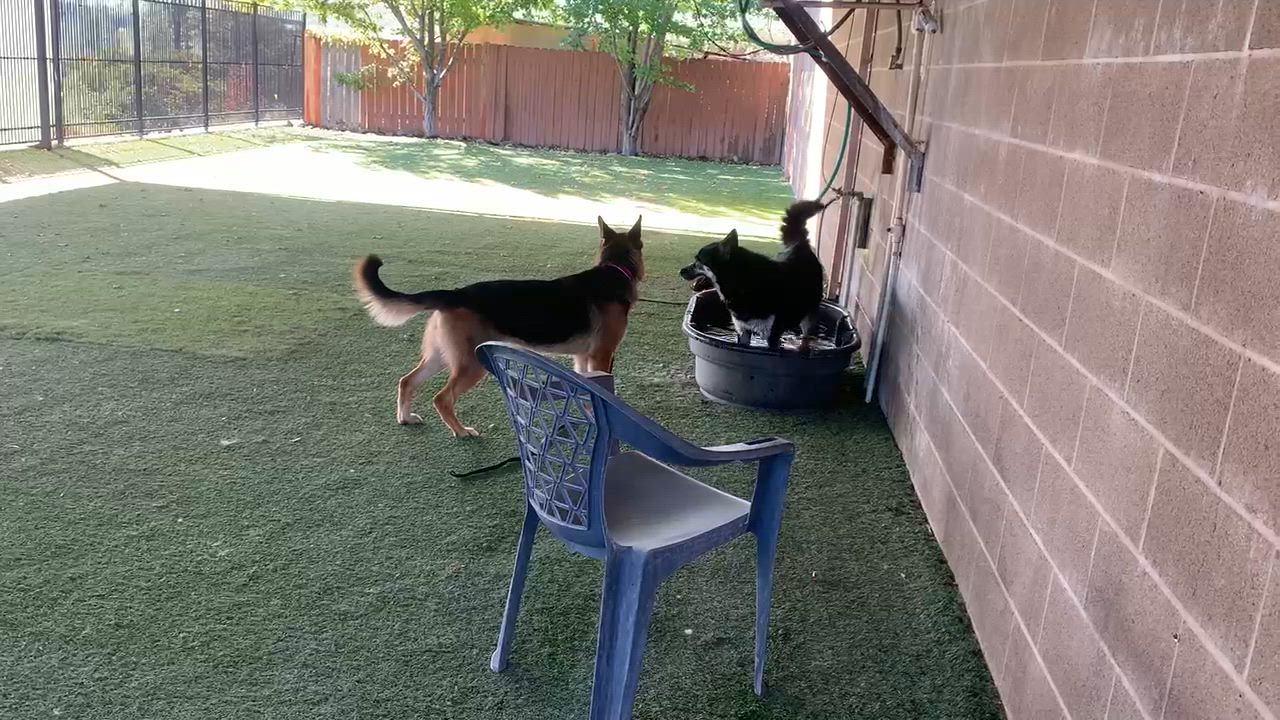 Enlarge Dolly Barkton, a Adoptable German Shepherd Dog in Grass Valley, CA video 6/6