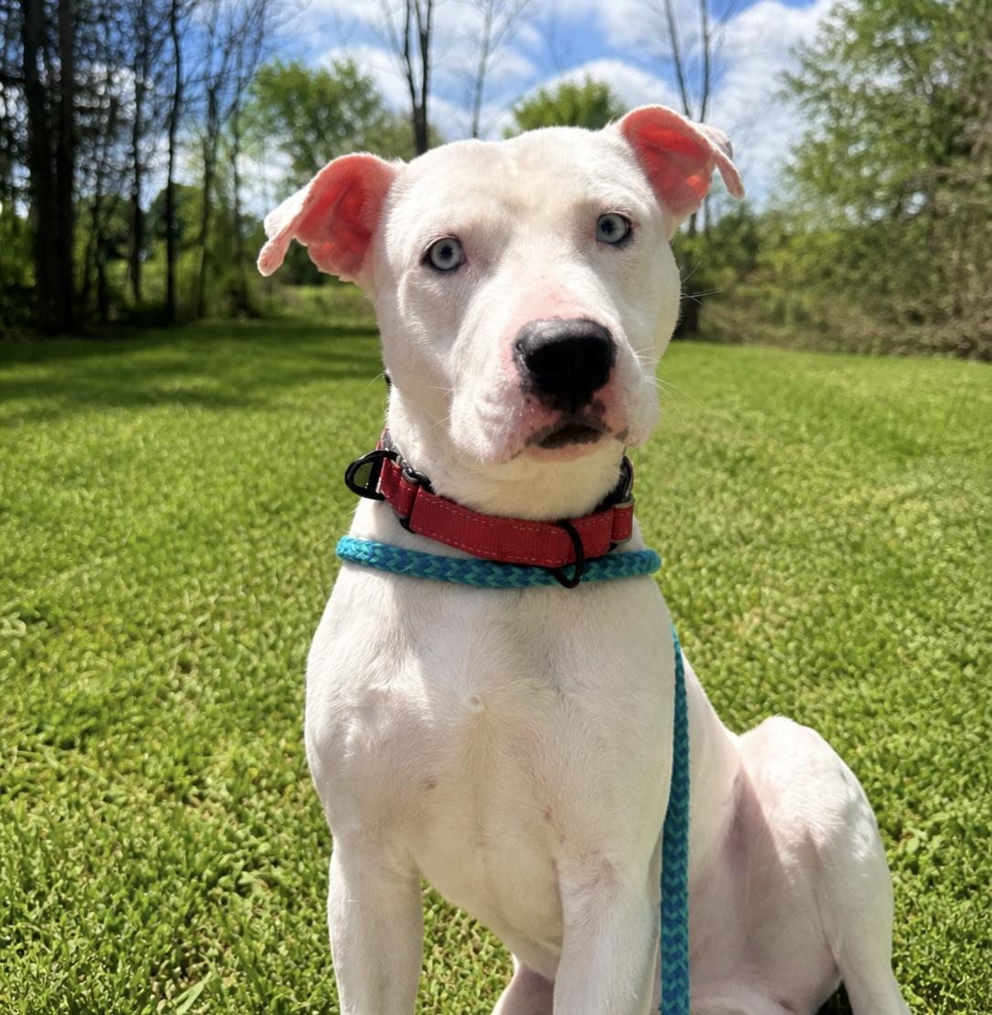 Bentley, a Adoptable mixed breed in Dillsburg, PA image 1/6