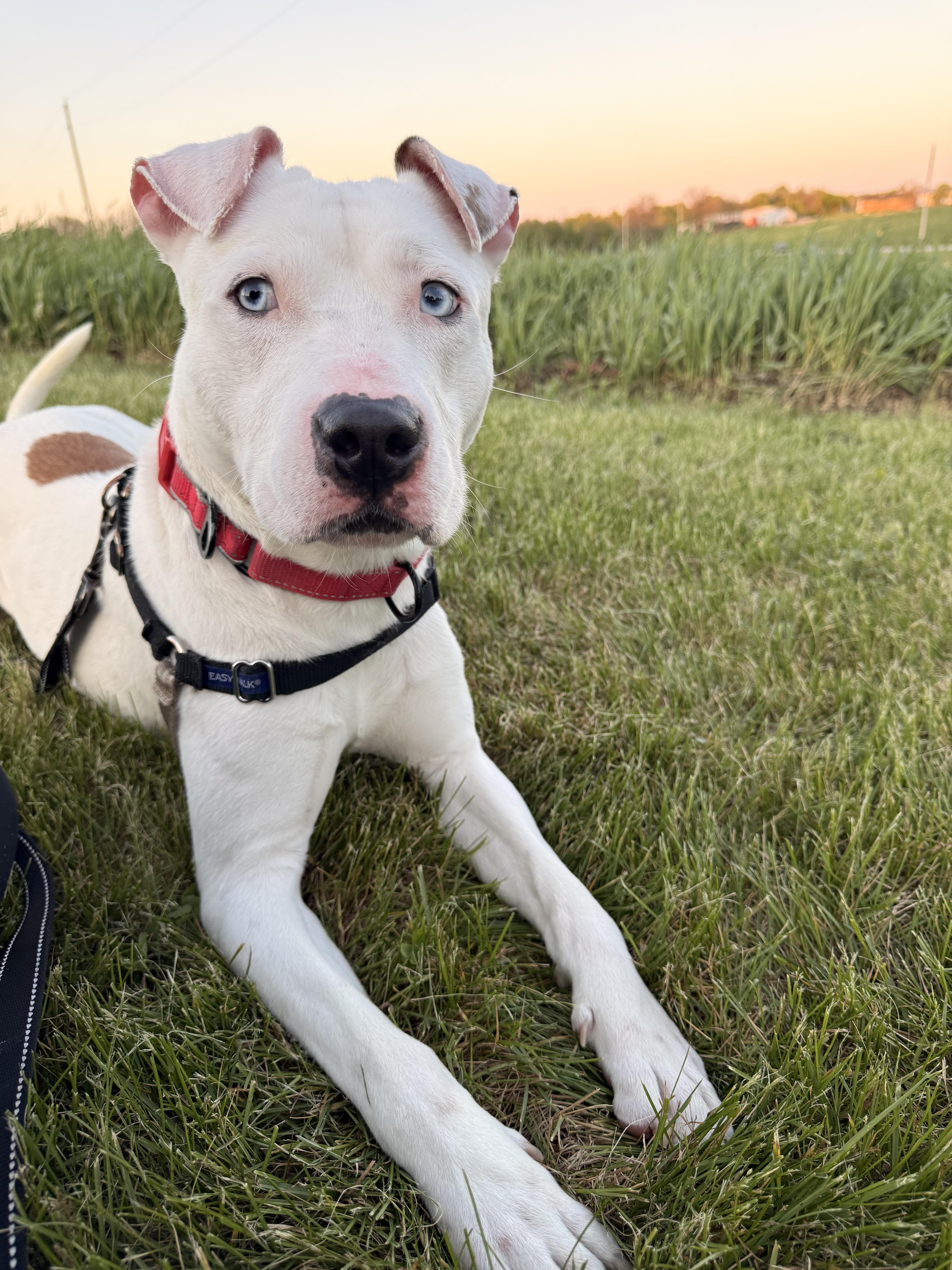 Bentley, a Adoptable mixed breed in Dillsburg, PA image 2/6