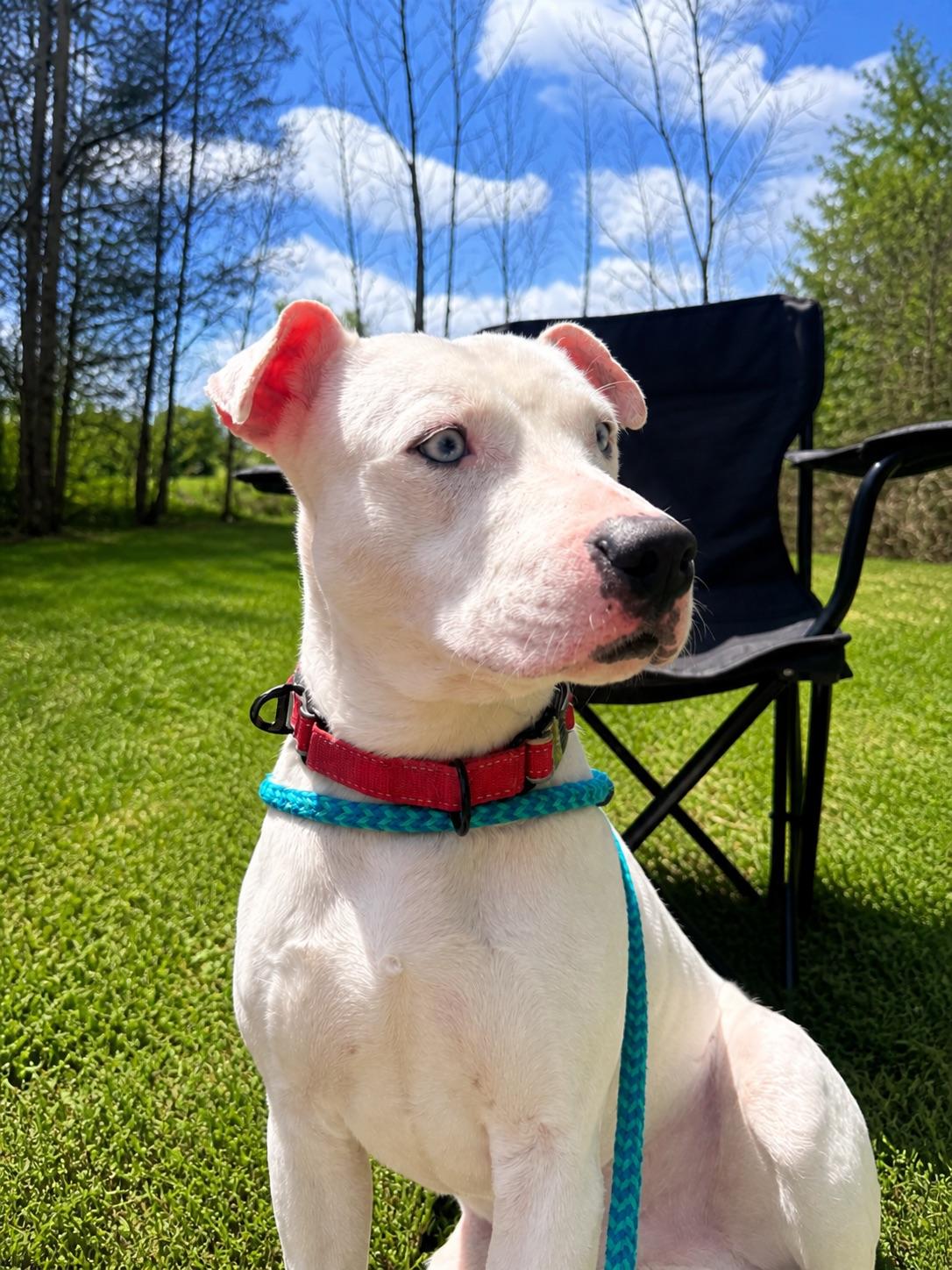 Bentley, a Adoptable mixed breed in Dillsburg, PA image 3/6