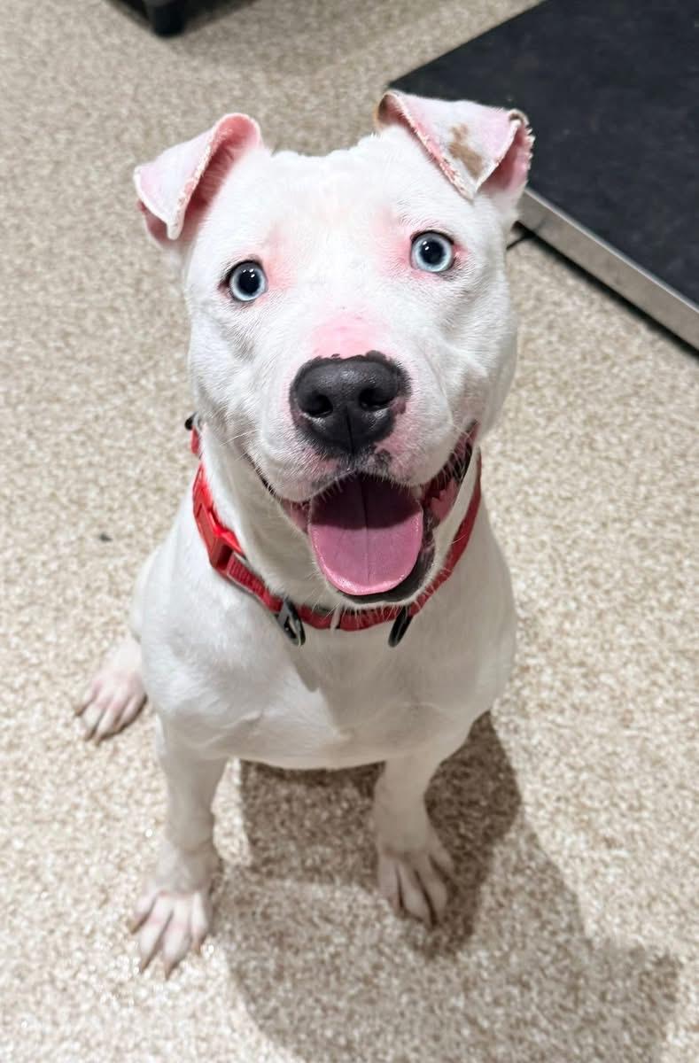 Bentley, a Adoptable mixed breed in Dillsburg, PA image 4/6