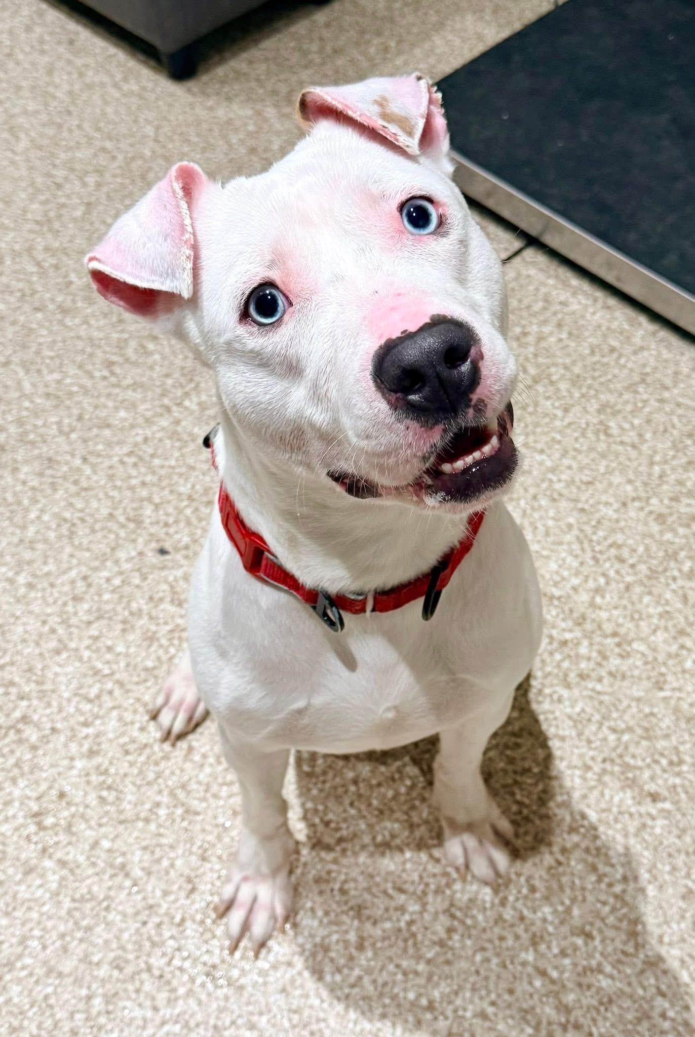 Bentley, a Adoptable mixed breed in Dillsburg, PA image 5/6