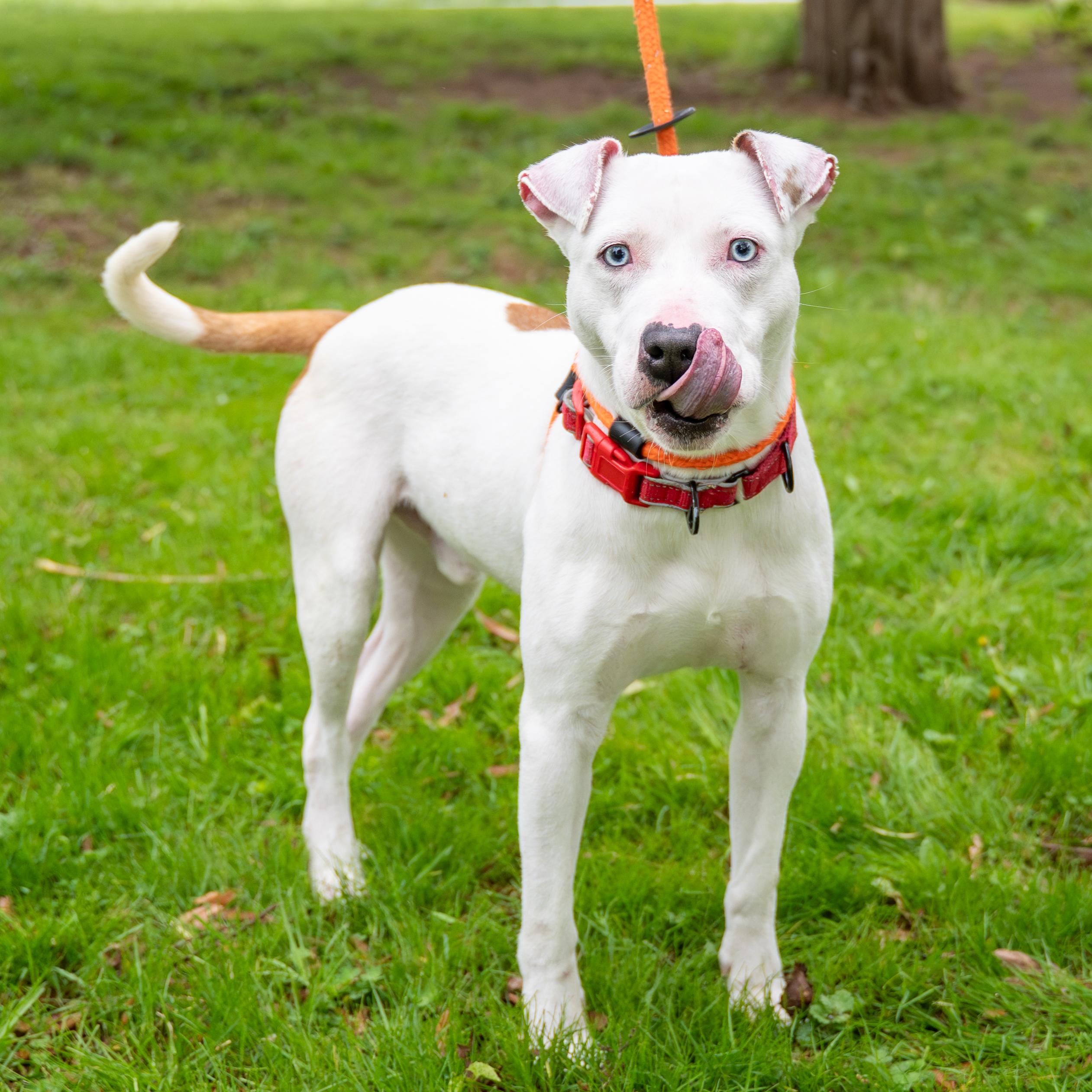 Bentley, a Adoptable mixed breed in Dillsburg, PA image 6/6