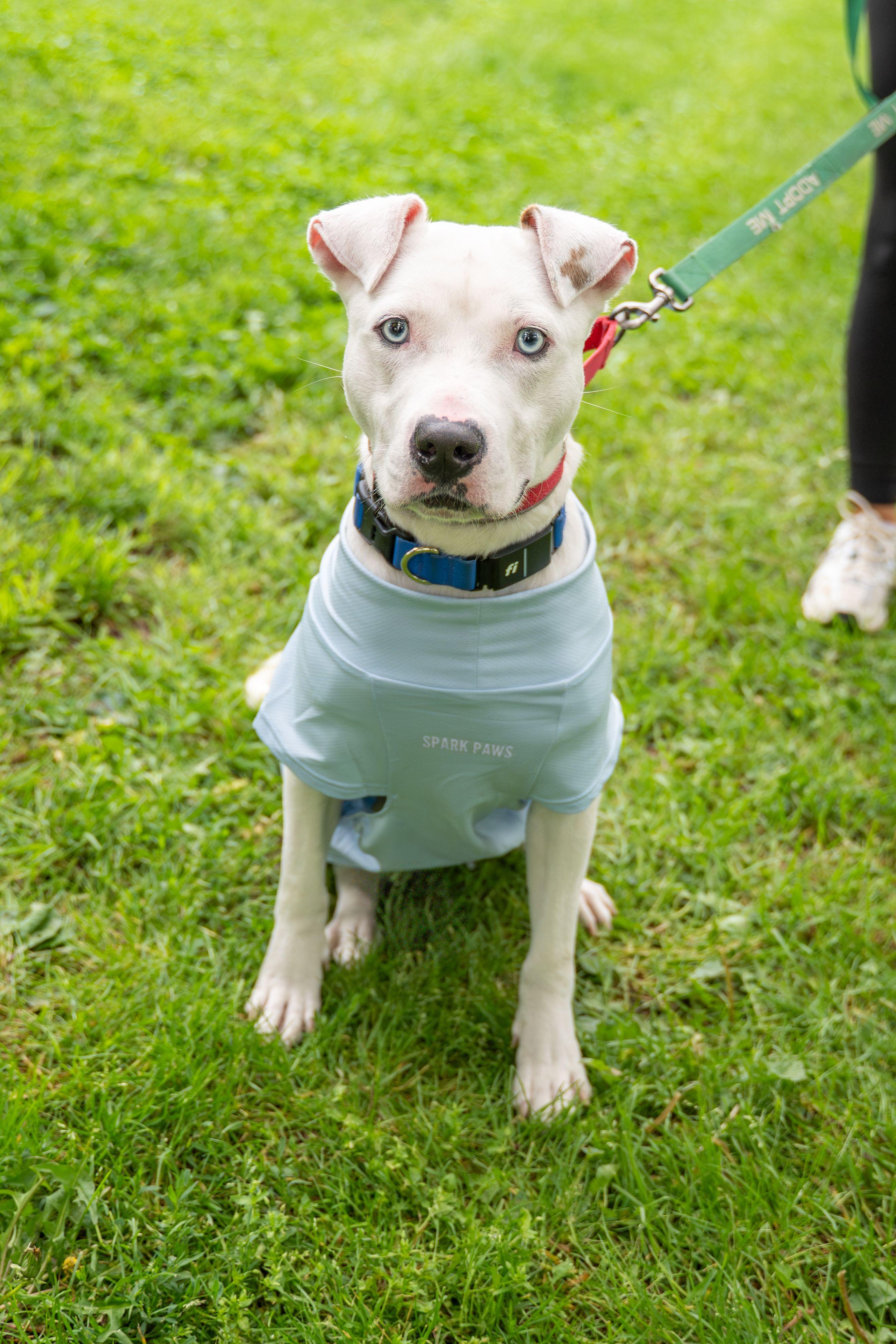 Bentley, a Adoptable mixed breed in Dillsburg, PA image 5/5