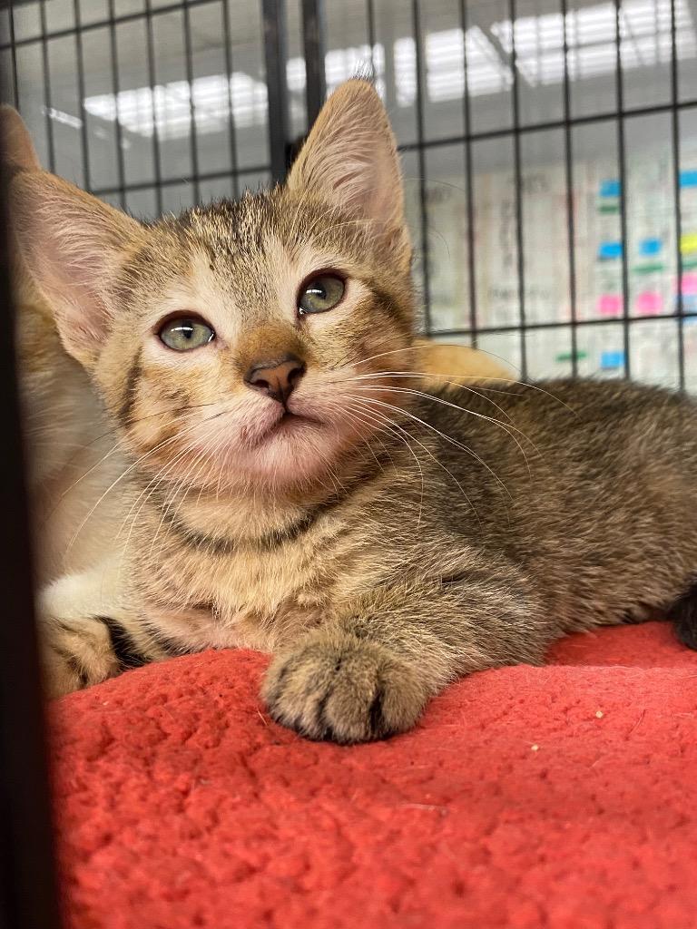 Aaliyah, Adoptable, Kitten Female Domestic Short Hair.