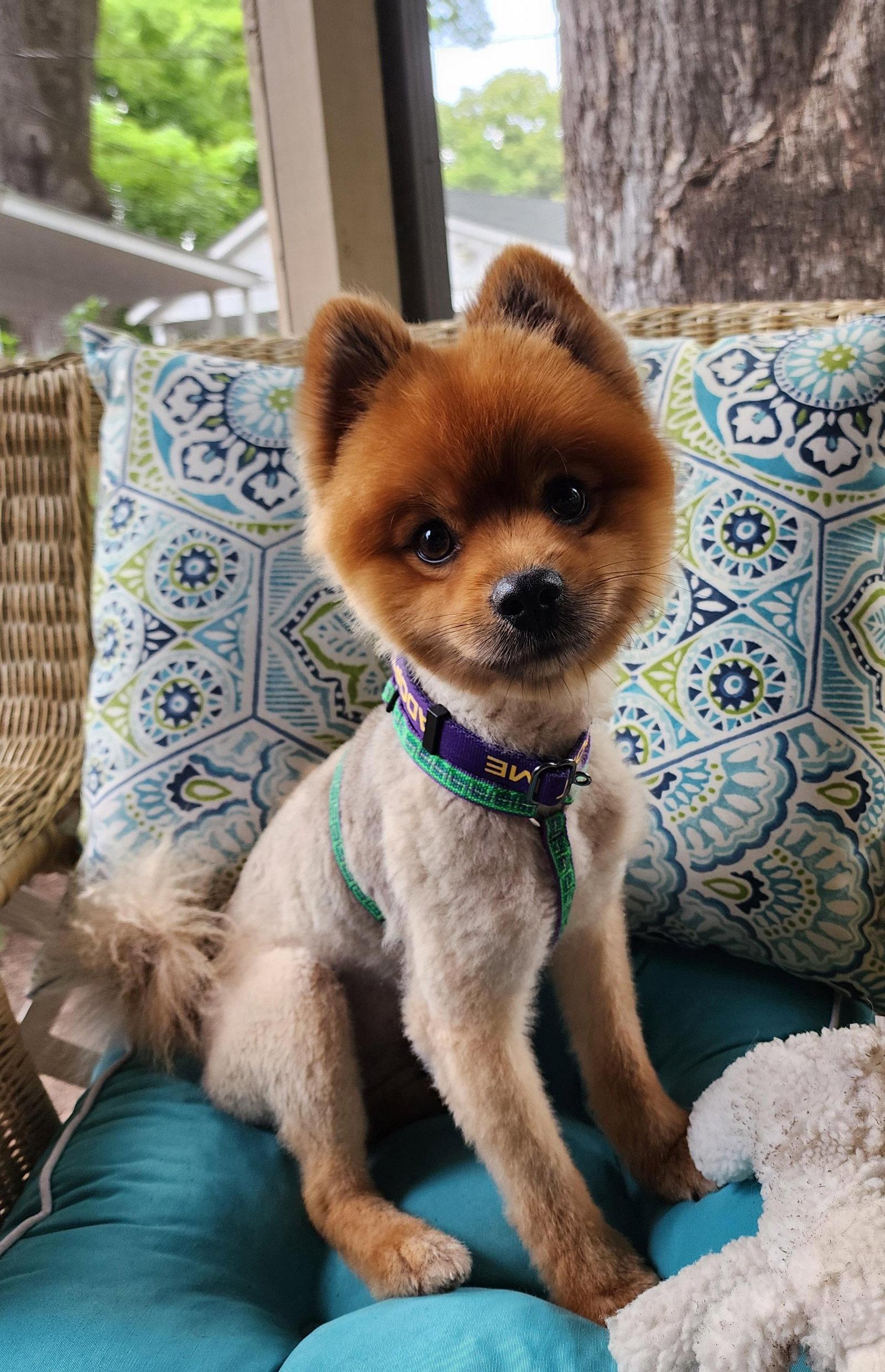 Enlarge OSO, a Adopted Pomeranian in Raphine, VA image 1/3