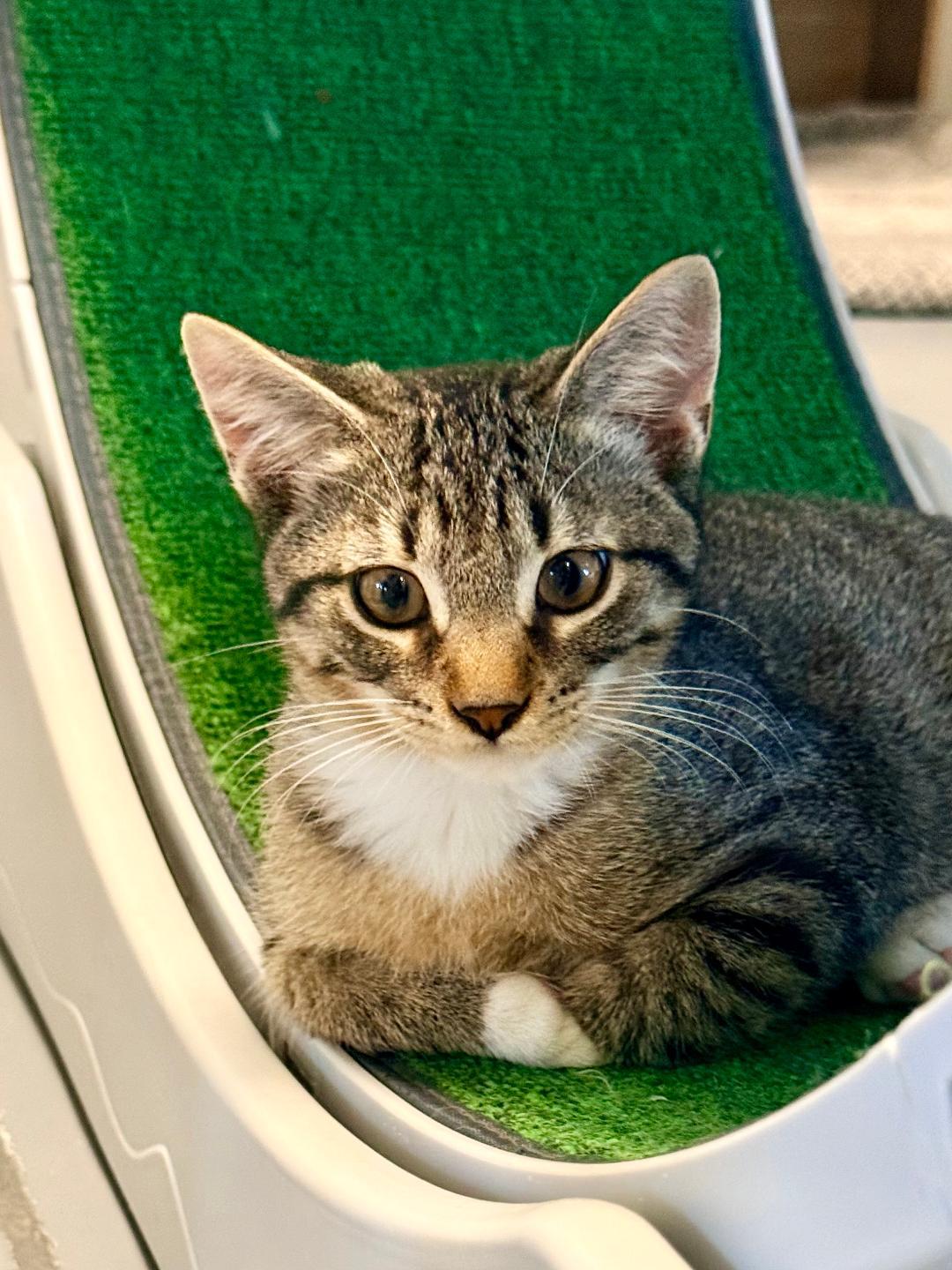 Bonnie, an adoptable Domestic Short Hair in Winter Haven, FL image 3/6