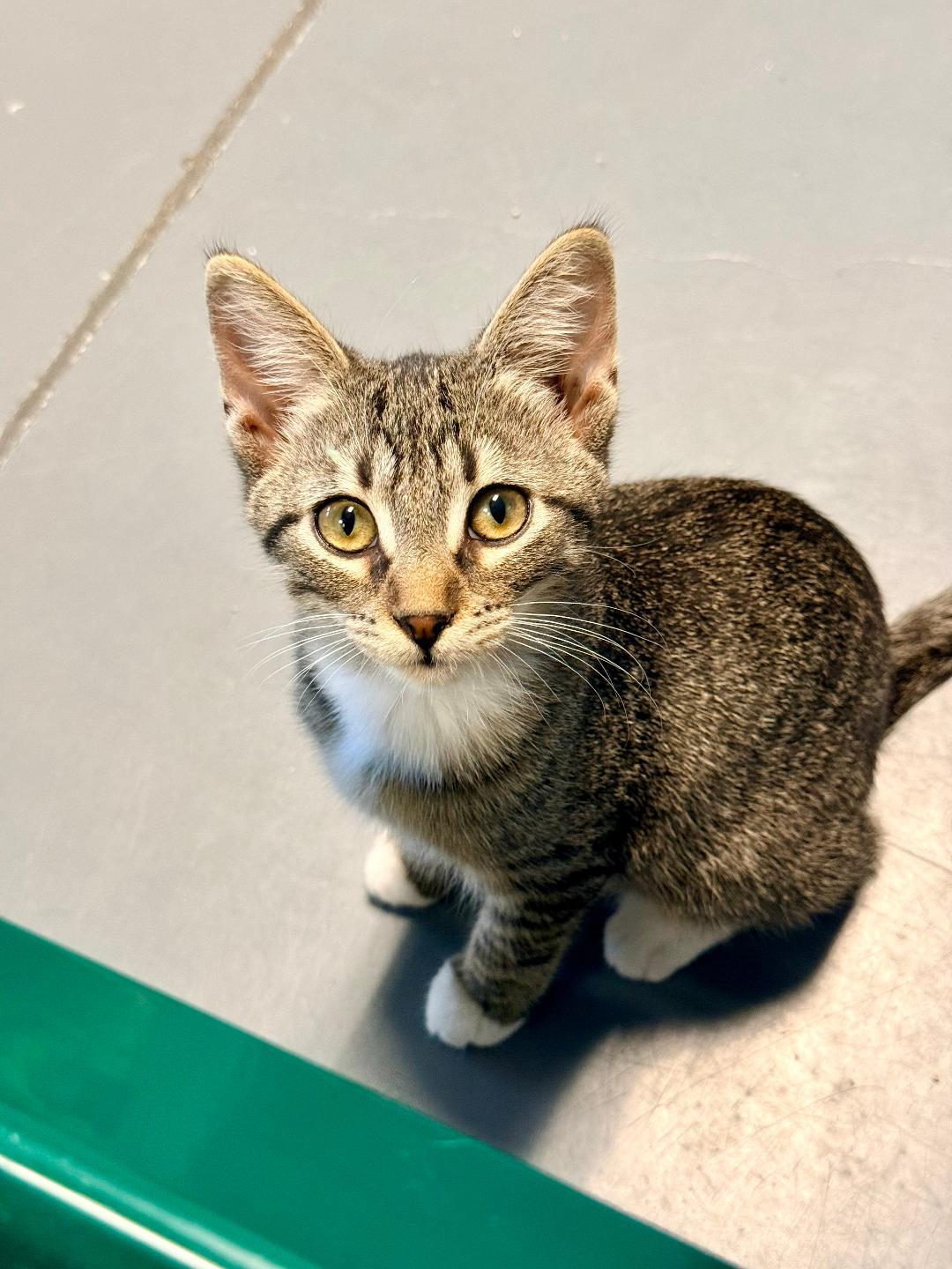 Bonnie, an adoptable Domestic Short Hair in Winter Haven, FL image 2/6