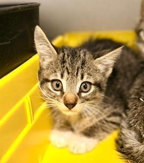 Bonnie, adoptable, Kitten Female Domestic Short Hair.