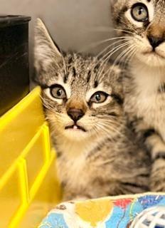 Enlarge Bonnie, an adoptable Domestic Short Hair in Winter Haven, FL image 2/2