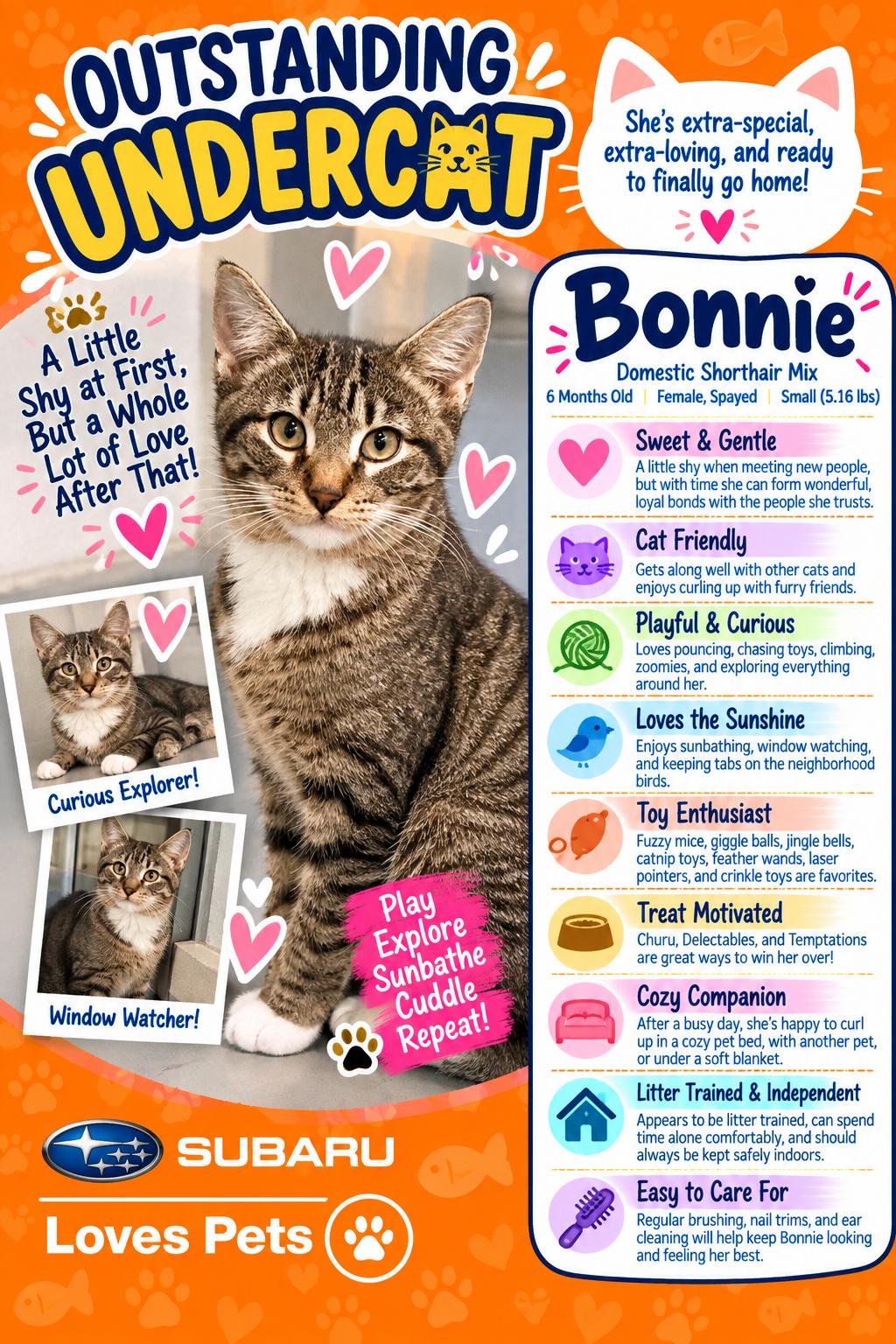 Enlarge Bonnie, a Adoptable Domestic Short Hair in Winter Haven, FL image 1/6