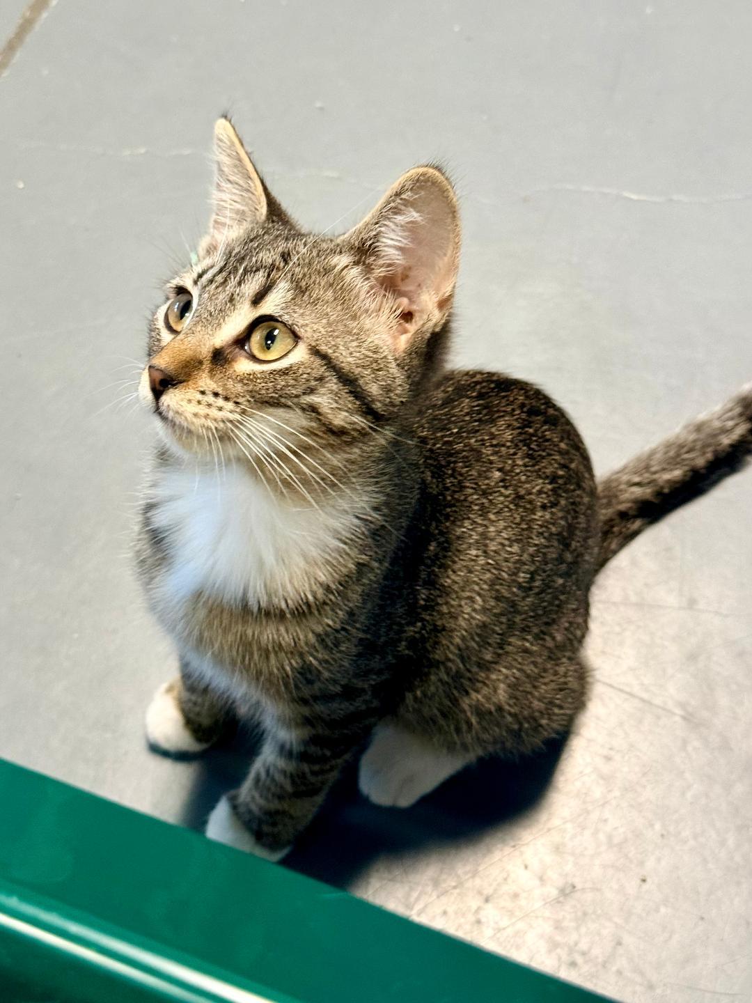 Bonnie, an adoptable Domestic Short Hair in Winter Haven, FL image 4/6