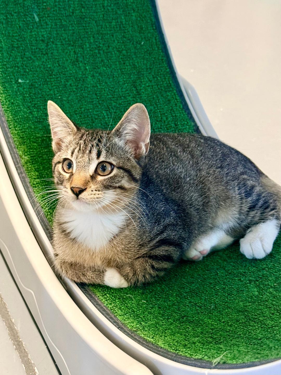 Bonnie, adoptable, Kitten Female Domestic Short Hair.