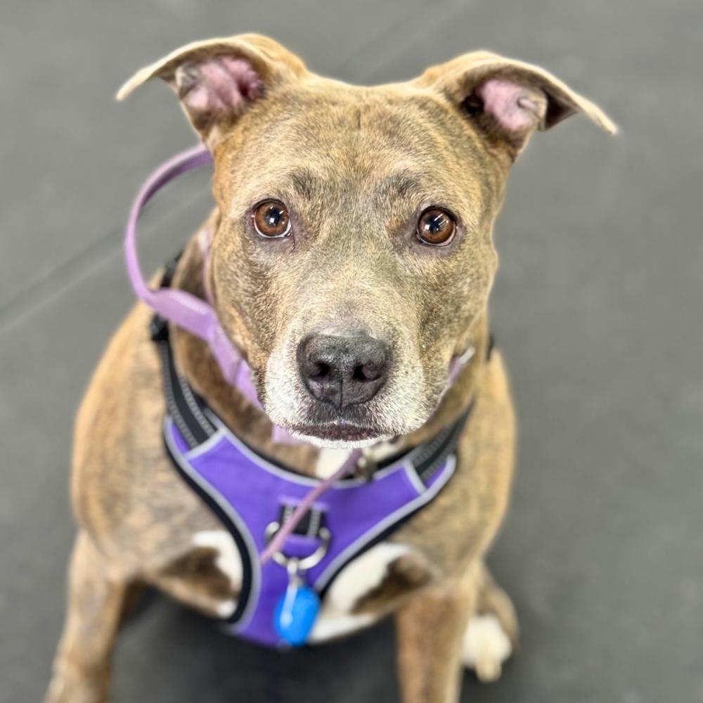 Enlarge Kalena, a Adoptable mixed breed in Colorado Springs, CO image 1/6