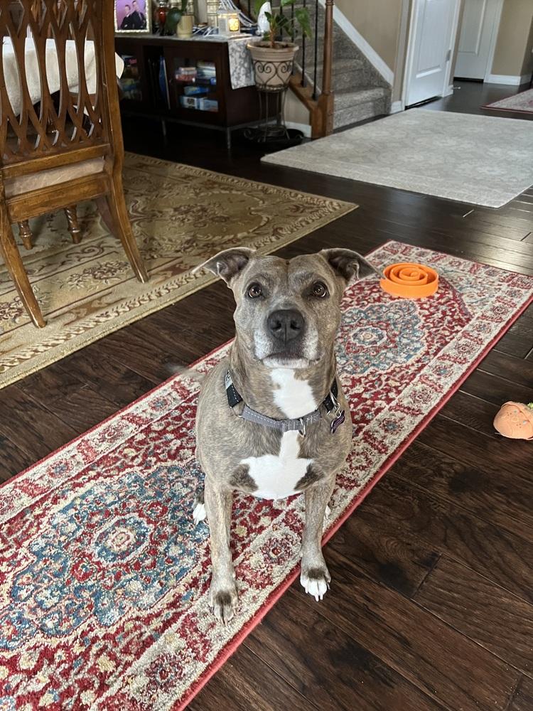 Enlarge Kalena, a Adoptable mixed breed in Colorado Springs, CO image 2/6