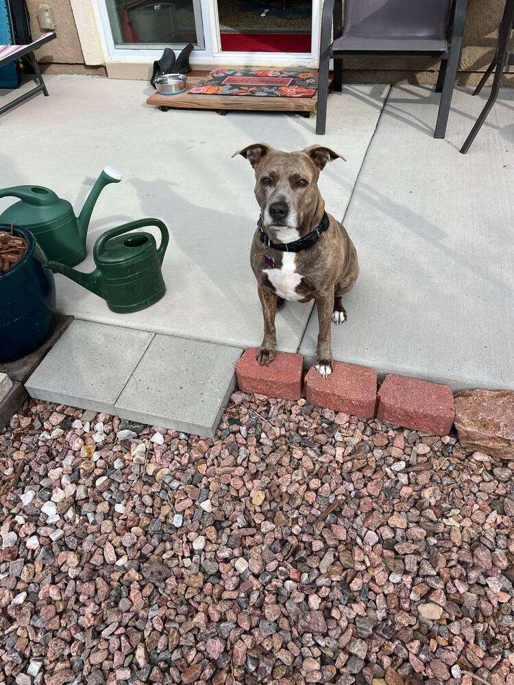 Enlarge Kalena, a Adoptable mixed breed in Colorado Springs, CO image 3/6