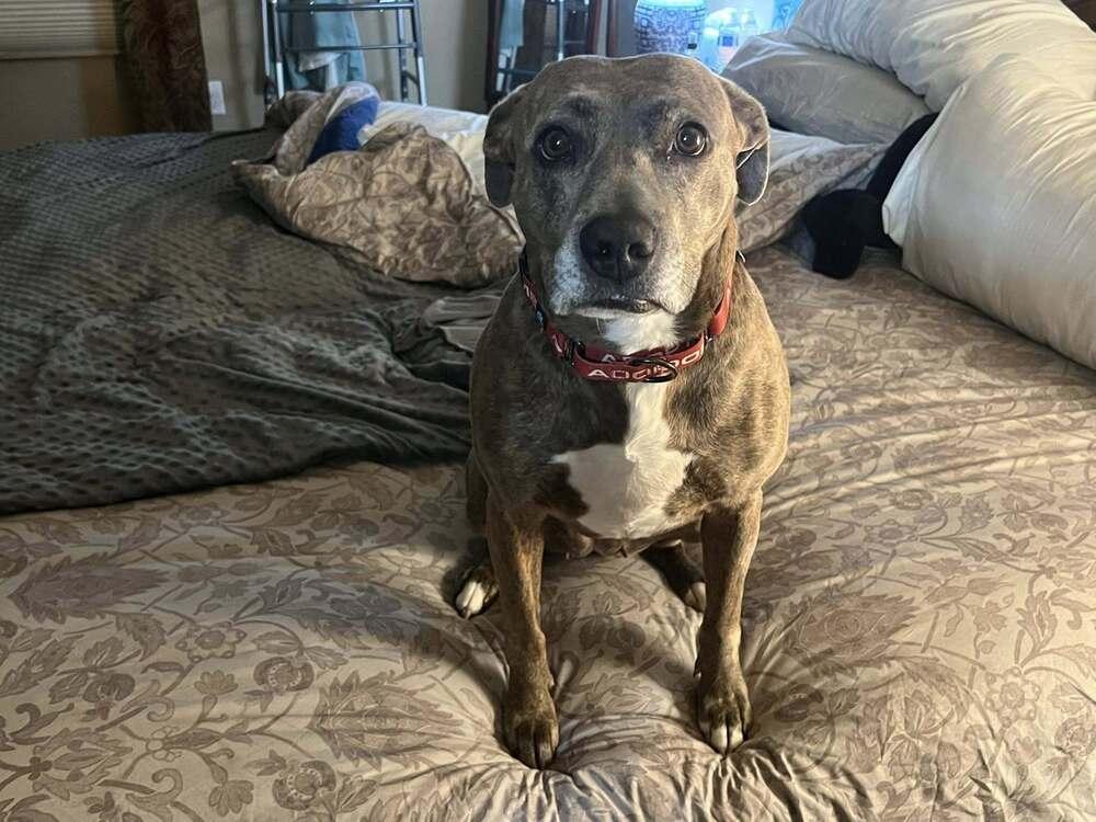 Enlarge Kalena, a Adoptable mixed breed in Colorado Springs, CO image 4/6