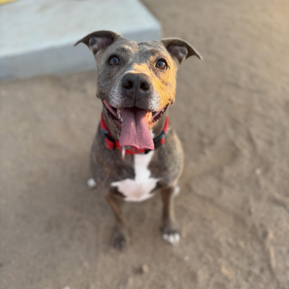 Enlarge Kalena, a Adoptable mixed breed in Colorado Springs, CO image 5/6