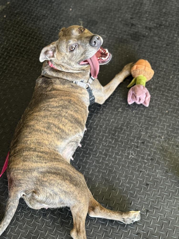 Enlarge Kalena, a Adoptable mixed breed in Colorado Springs, CO image 6/6