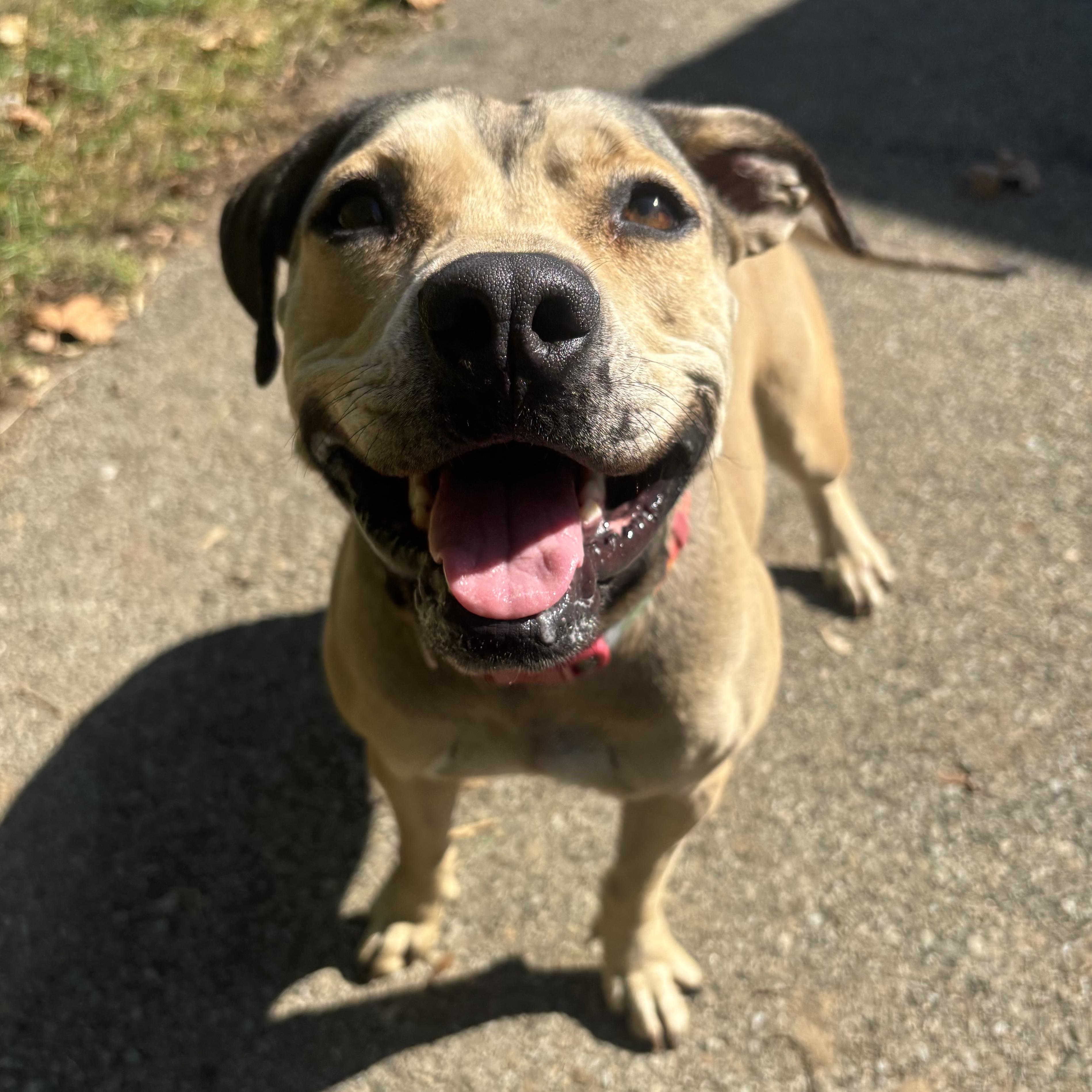 Enlarge Lulu, a Adoptable mixed breed in Waynesburg, PA image 6/6