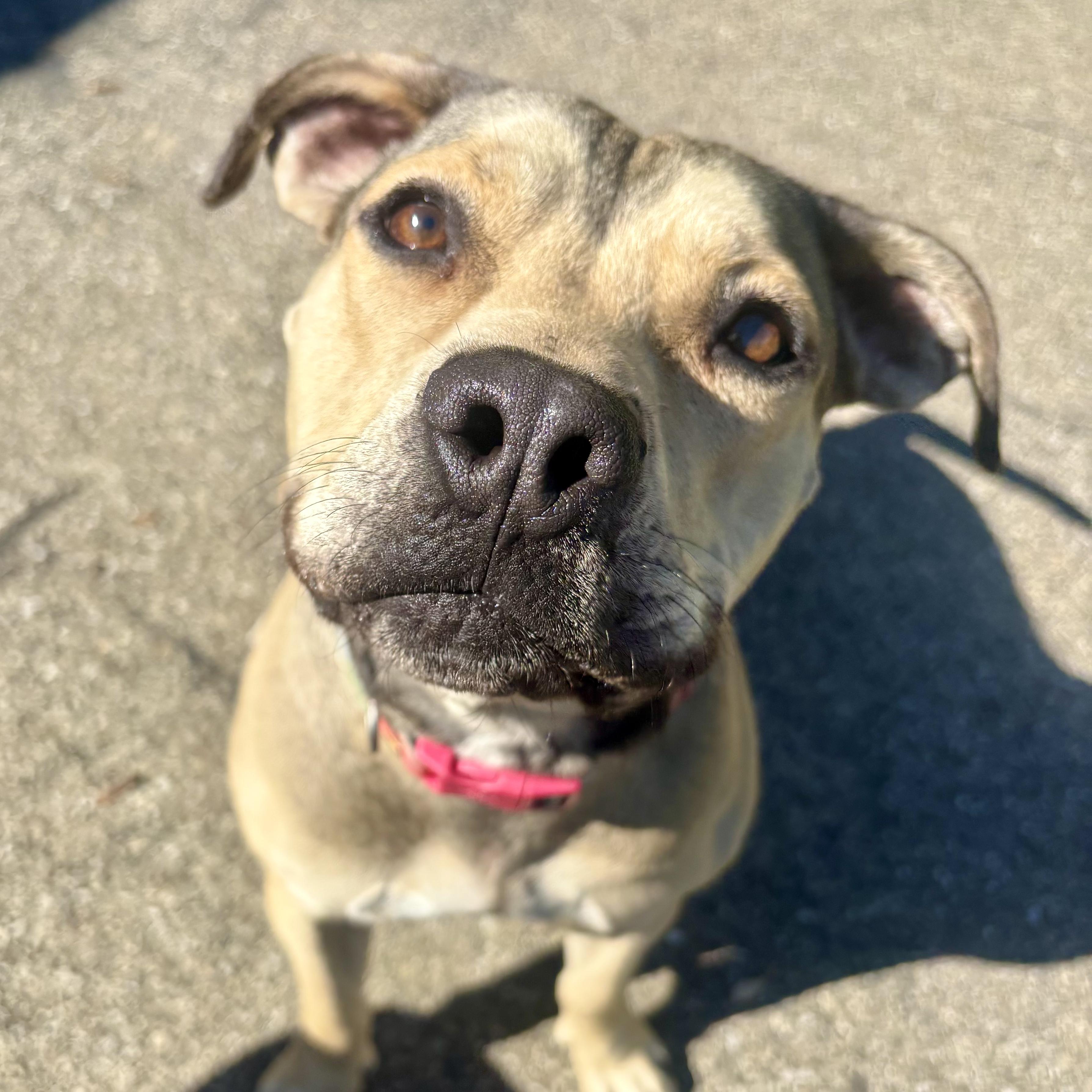 Enlarge Lulu, a Adoptable mixed breed in Waynesburg, PA image 5/6