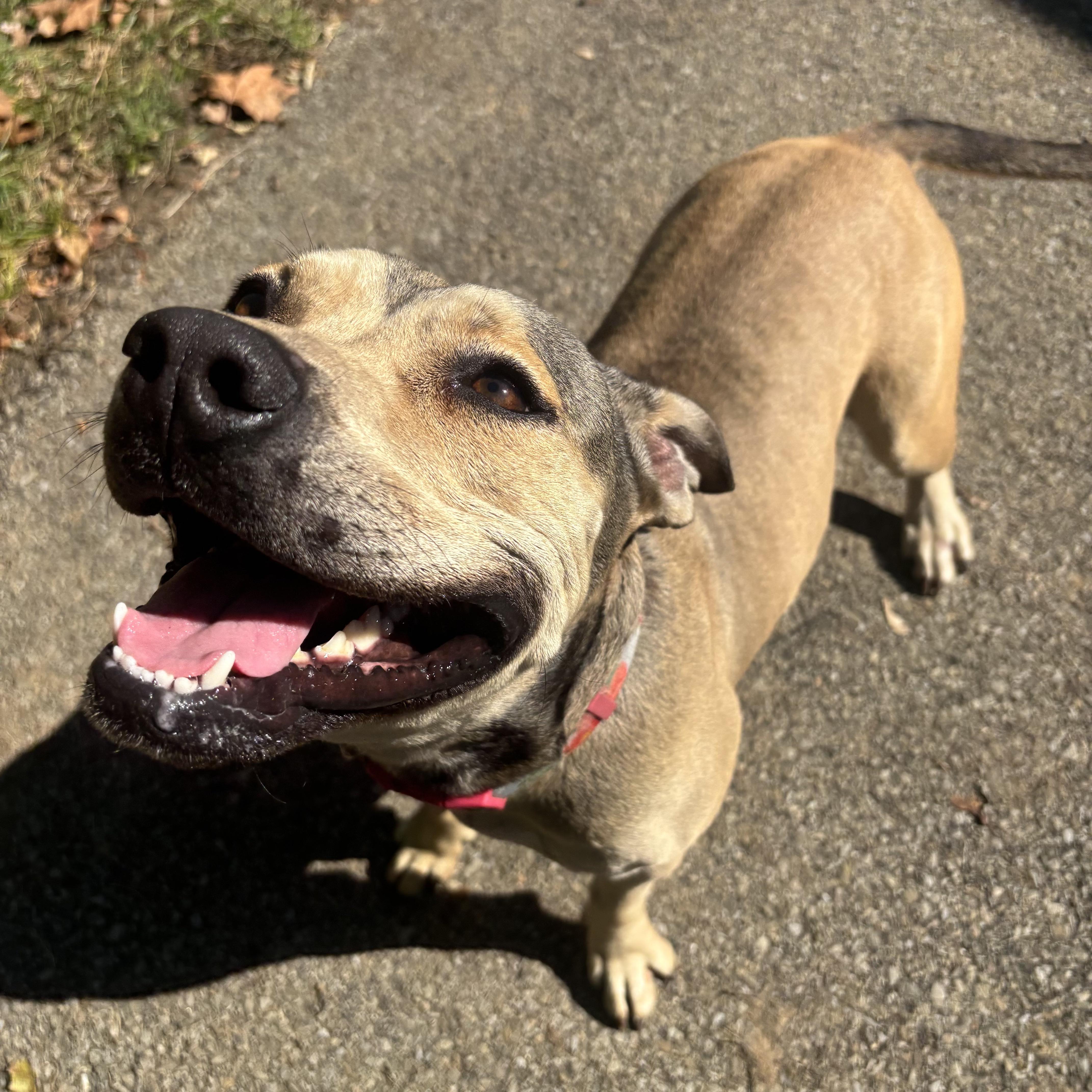 Enlarge Lulu, a Adoptable mixed breed in Waynesburg, PA image 4/6