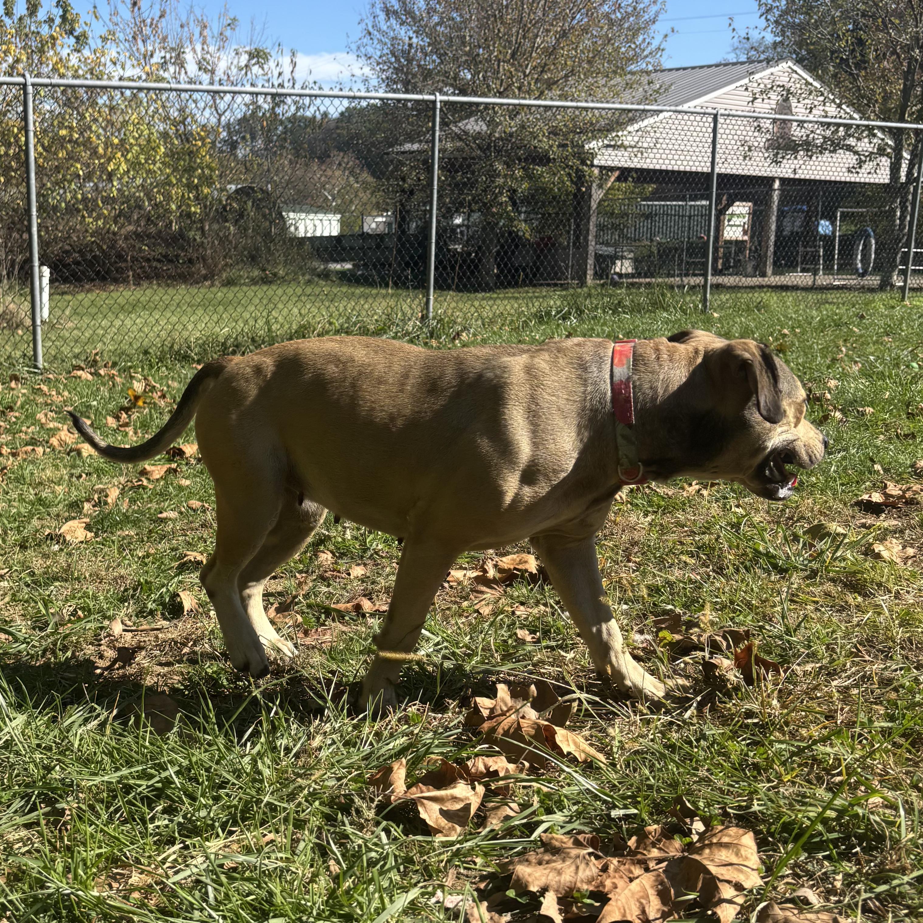 Enlarge Lulu, a Adoptable mixed breed in Waynesburg, PA image 3/6