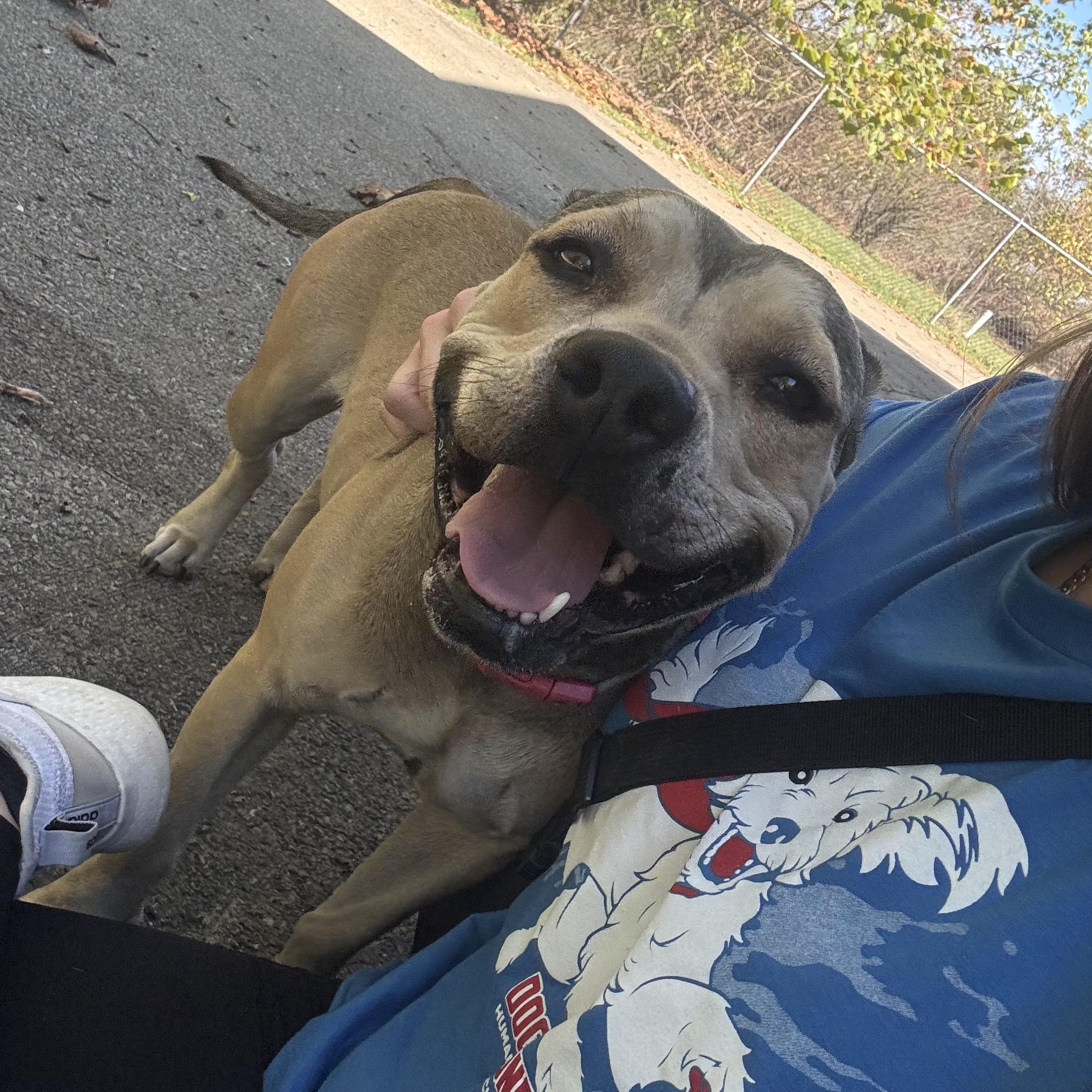 Enlarge Lulu, a Adoptable mixed breed in Waynesburg, PA image 2/6