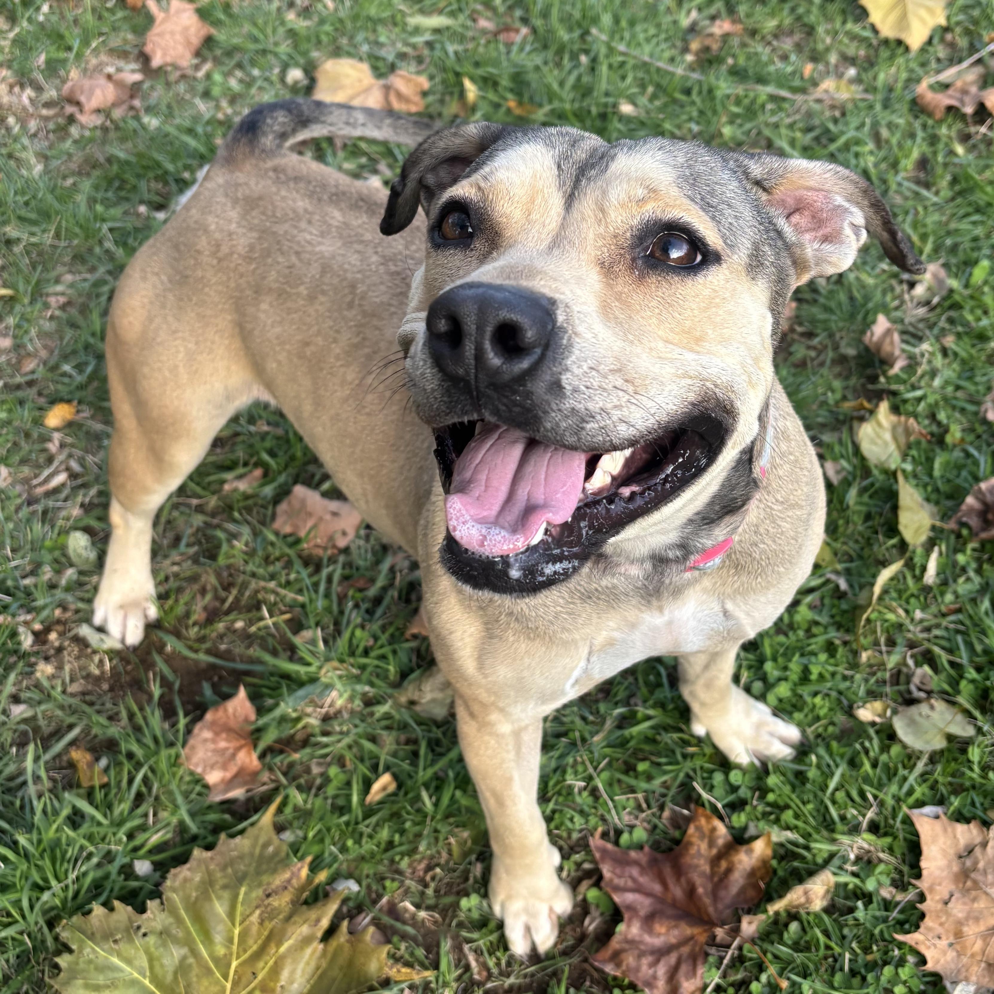 Enlarge Lulu, a Adoptable mixed breed in Waynesburg, PA image 1/6