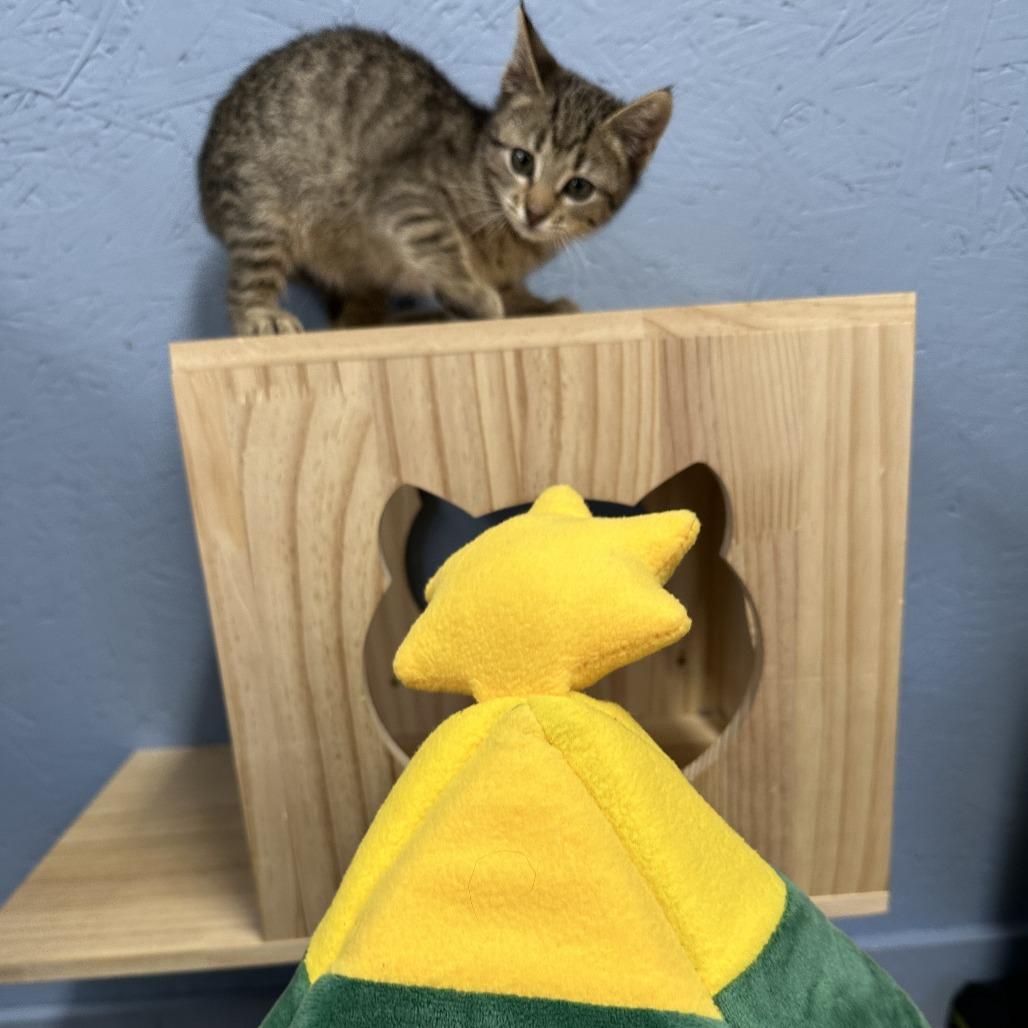 Hyacinth, Adoptable, Kitten Female Domestic Short Hair.