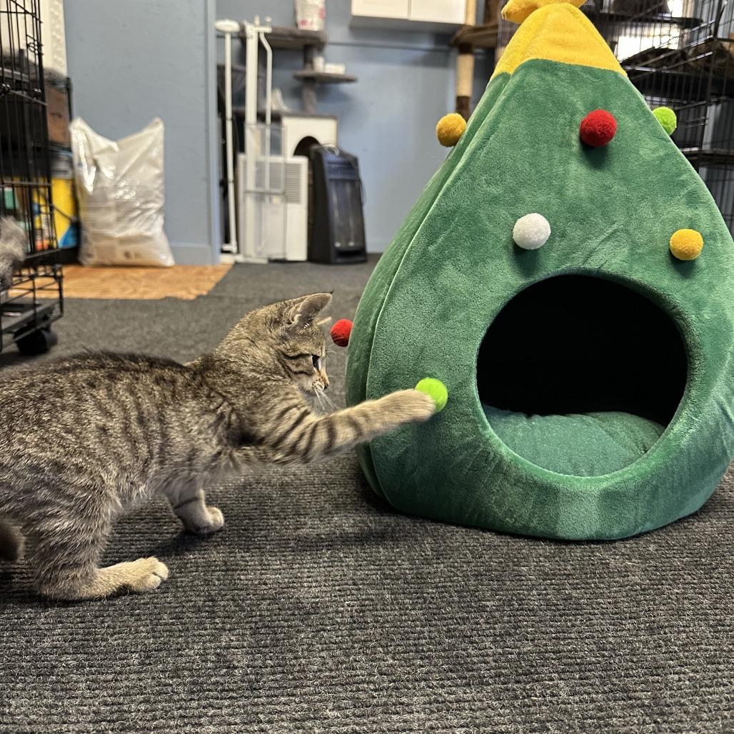 Enlarge Hyacinth, a Adoptable Domestic Short Hair in Opelika, AL image 2/3