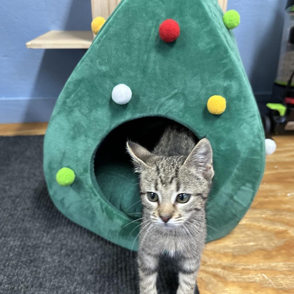 Enlarge Hyacinth, a Adoptable Domestic Short Hair in Opelika, AL image 3/3