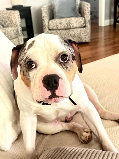 REX, Adoptable, Young Male American Staffordshire Terrier & American Bulldog.
