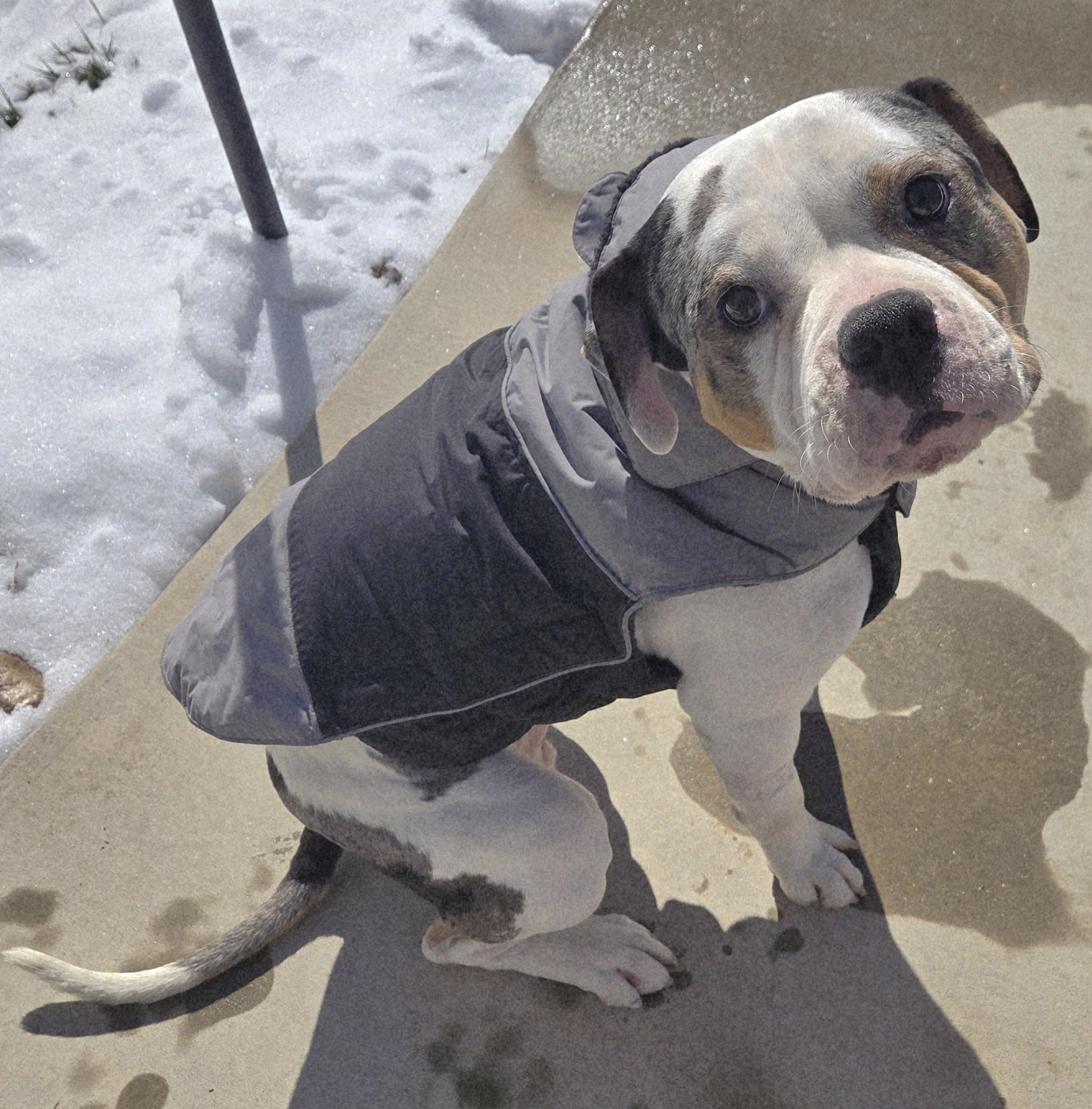 REX, a Adoptable mixed breed in Alpharetta, GA image 1/3