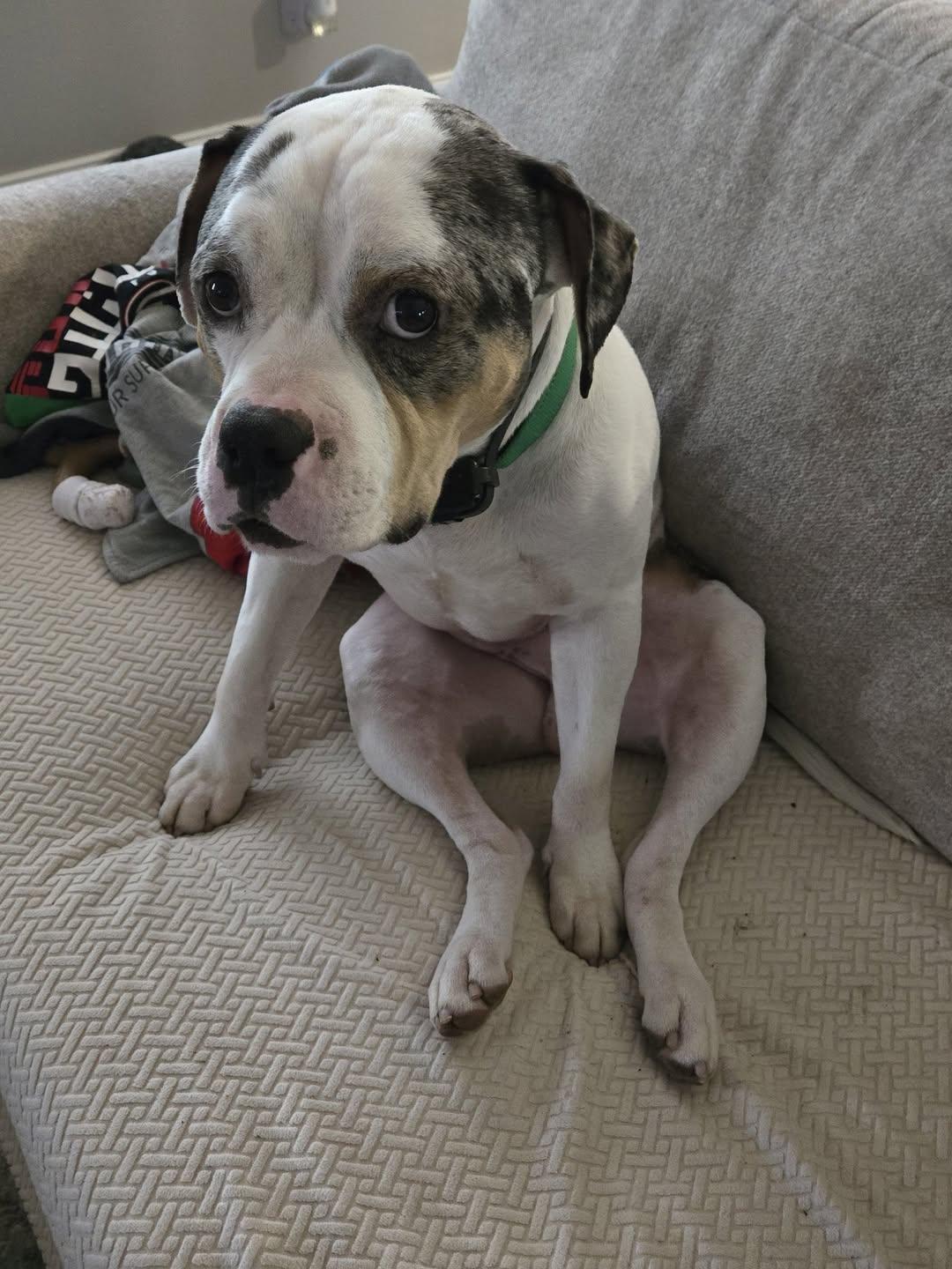 REX, Adoptable, Young Male American Staffordshire Terrier.