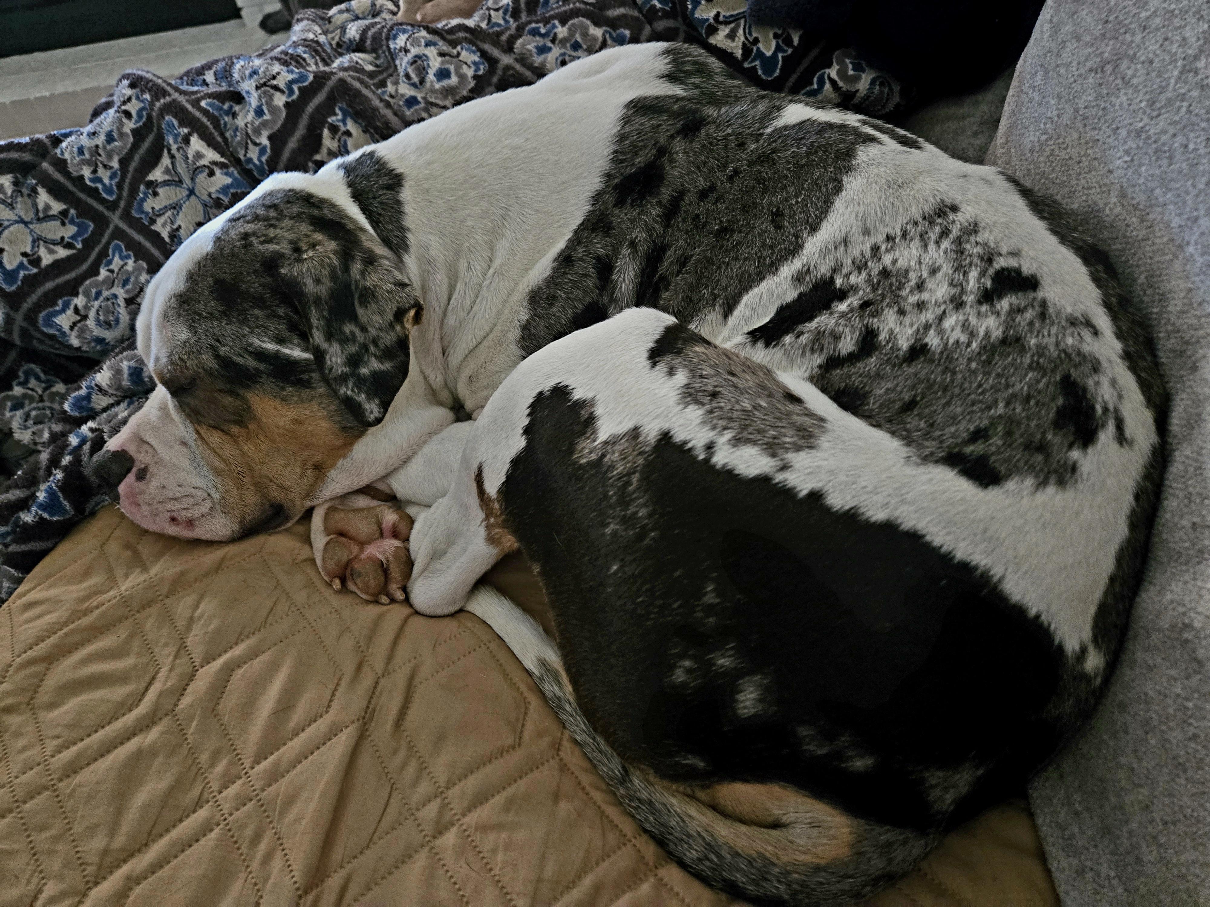 REX, a Adoptable mixed breed in Alpharetta, GA image 3/3