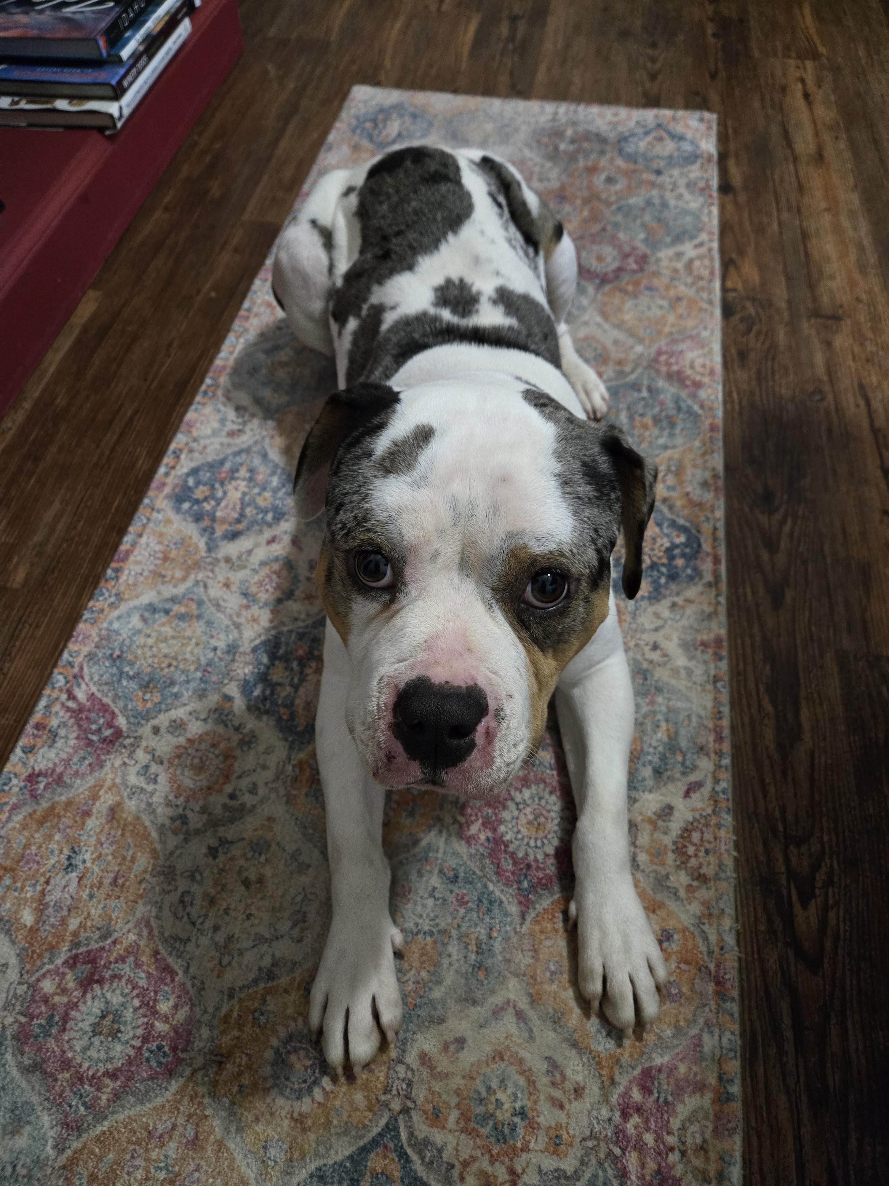 REX, a Adoptable mixed breed in Alpharetta, GA image 2/3