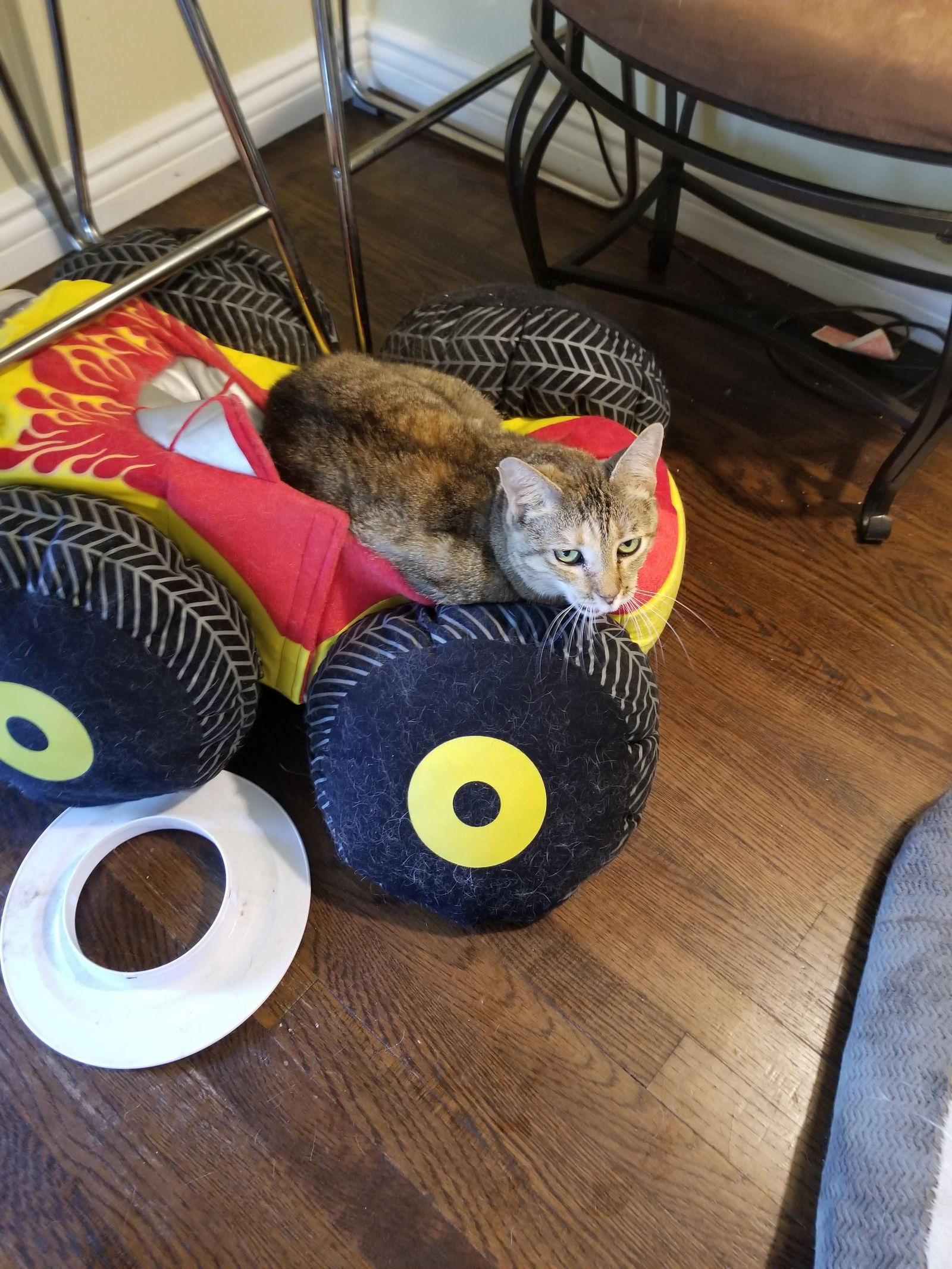 Enlarge Loving Lexi, a Adopted Extra-Toes Cat / Hemingway Polydactyl in Buena Park, CA image 1/2