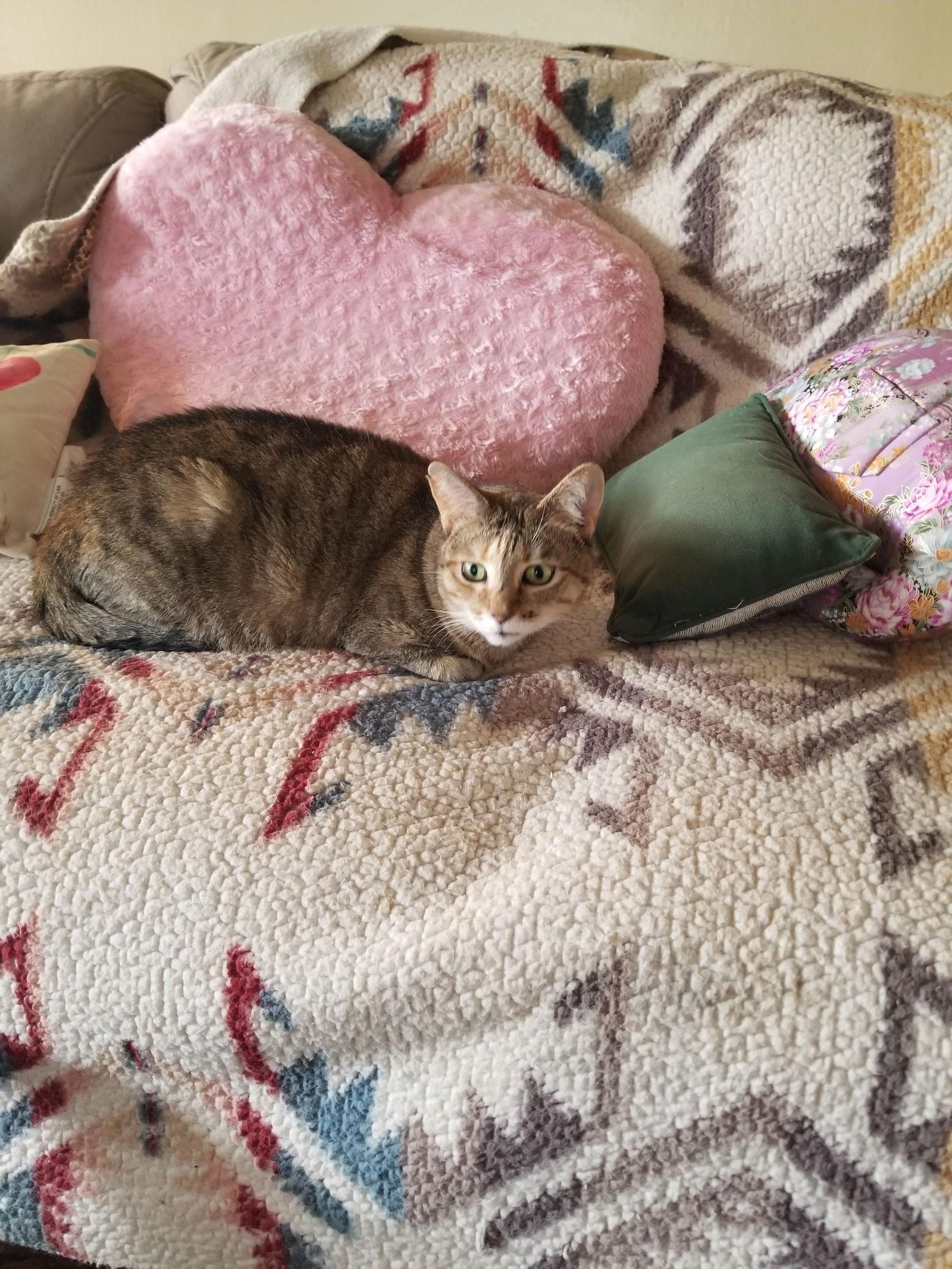 Enlarge Loving Lexi, a Adopted Extra-Toes Cat / Hemingway Polydactyl in Buena Park, CA image 2/2