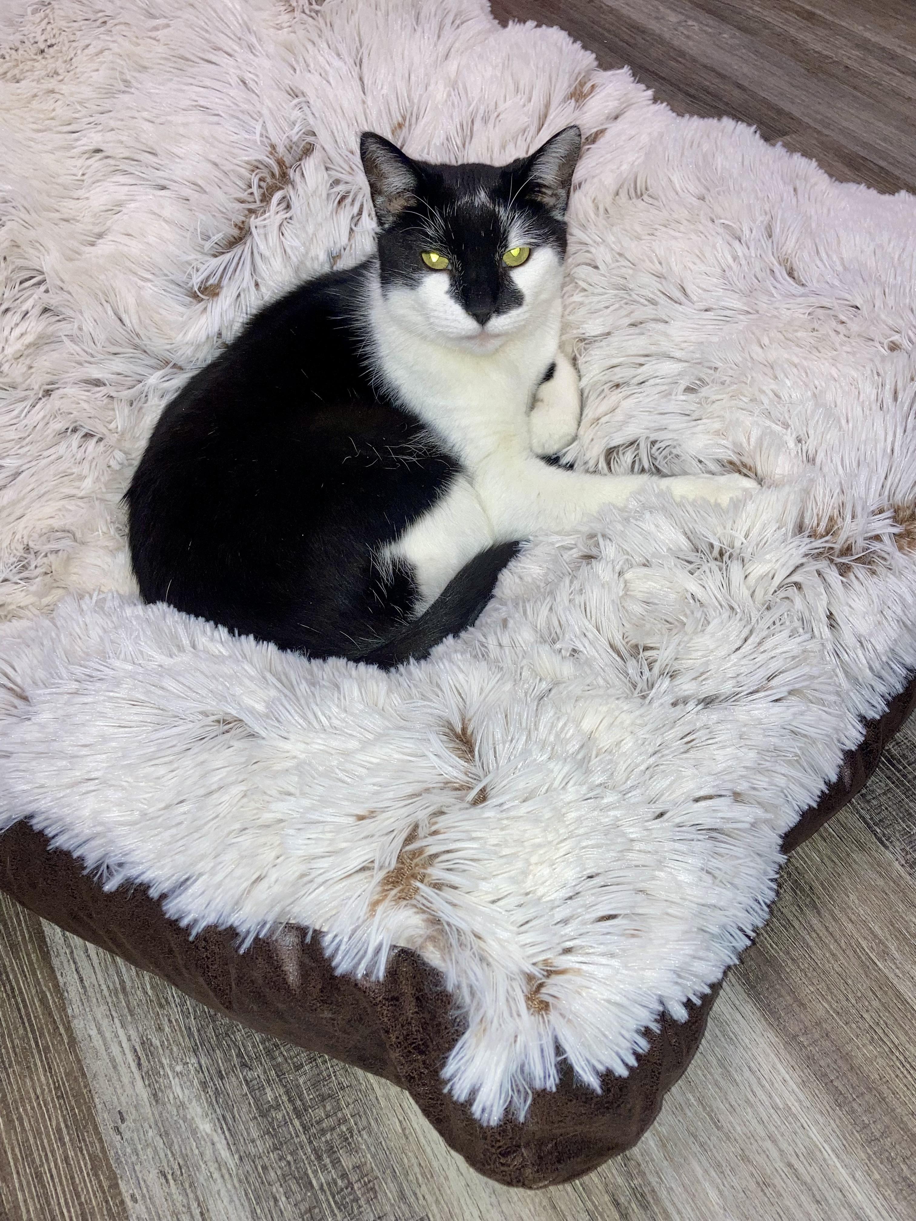 Enlarge Jill, a ADOPTABLE Domestic Short Hair in St. Ignace, MI image 1/1