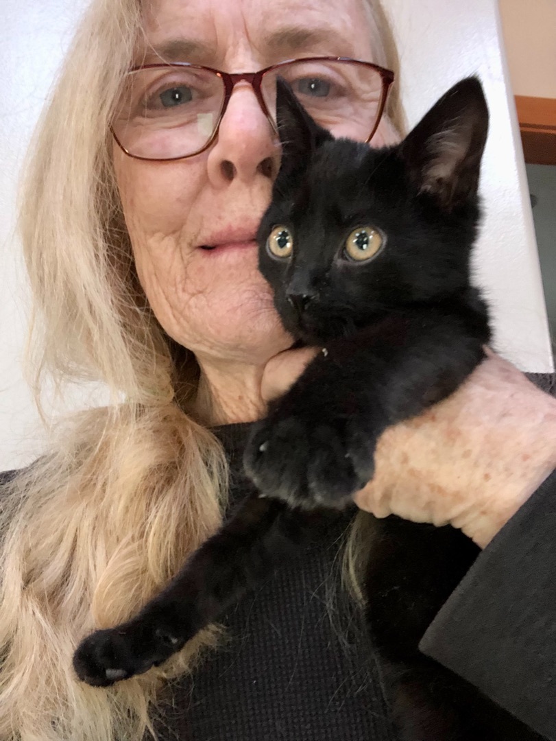 BINX, Adopted, Kitten Male American Shorthair.
