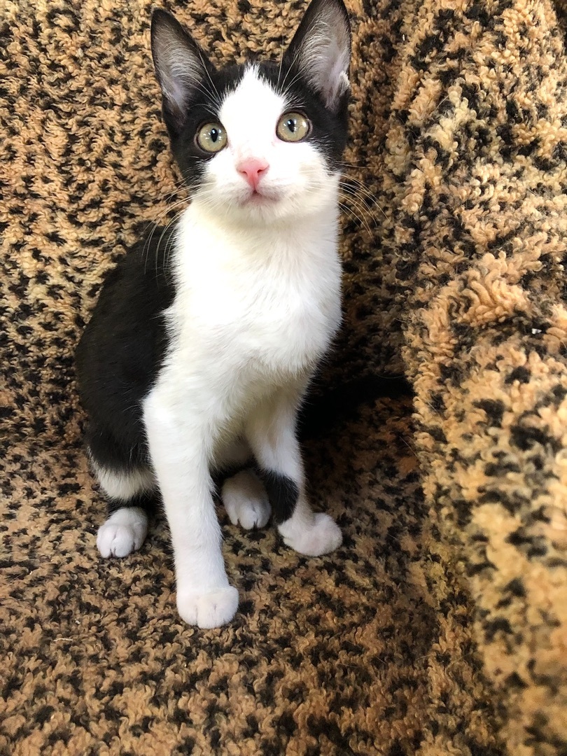 Enlarge BINX, a Adopted American Shorthair in Ventura, CA image 3/3