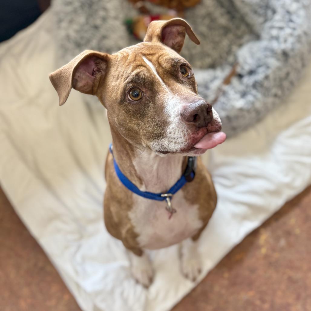 King, Adoptable, Senior Male Pit Bull Terrier.