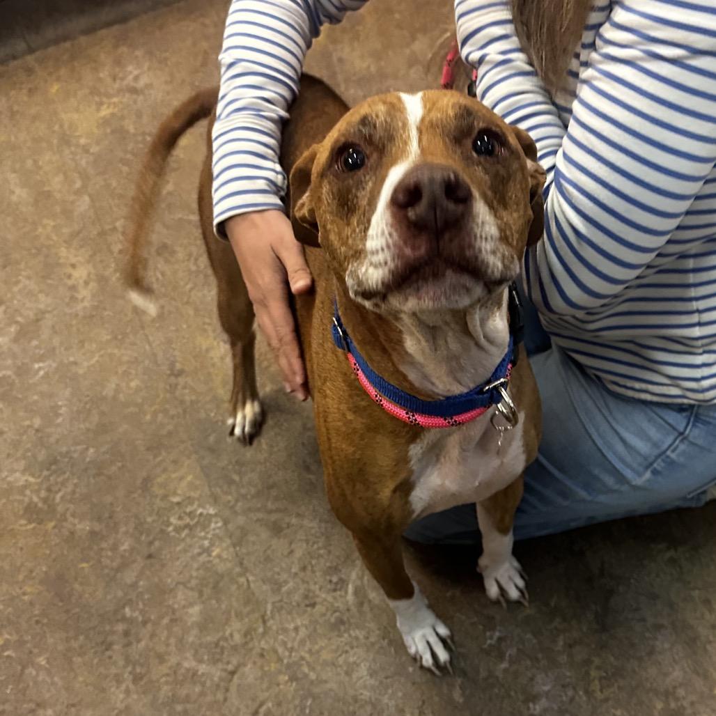 Enlarge King, a Adoptable Pit Bull Terrier in Glenwood Springs, CO image 2/4