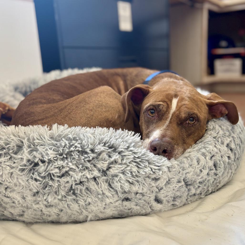 Enlarge King, a Adoptable Pit Bull Terrier in Glenwood Springs, CO image 3/4