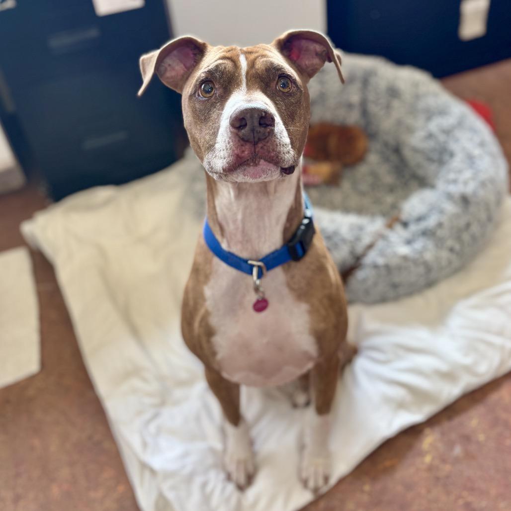 Enlarge King, a Adoptable Pit Bull Terrier in Glenwood Springs, CO image 4/4