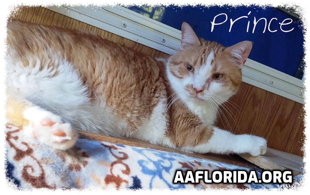 Prince, Adoptable, Adult Male Tabby & Domestic Short Hair.