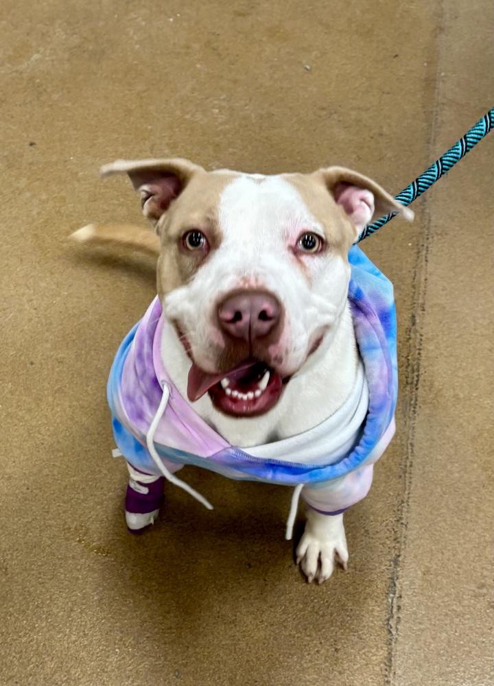 Enlarge Story, a Adopted Pit Bull Terrier in Clinton Township, MI image 1/1